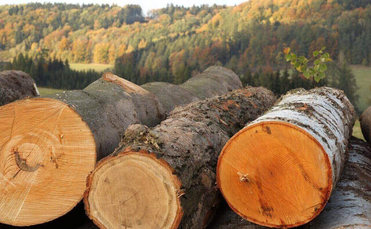 Хвойных древесных пород. Древесина. Лес древесина. Дерево древесина. Круглые лесоматериалы.