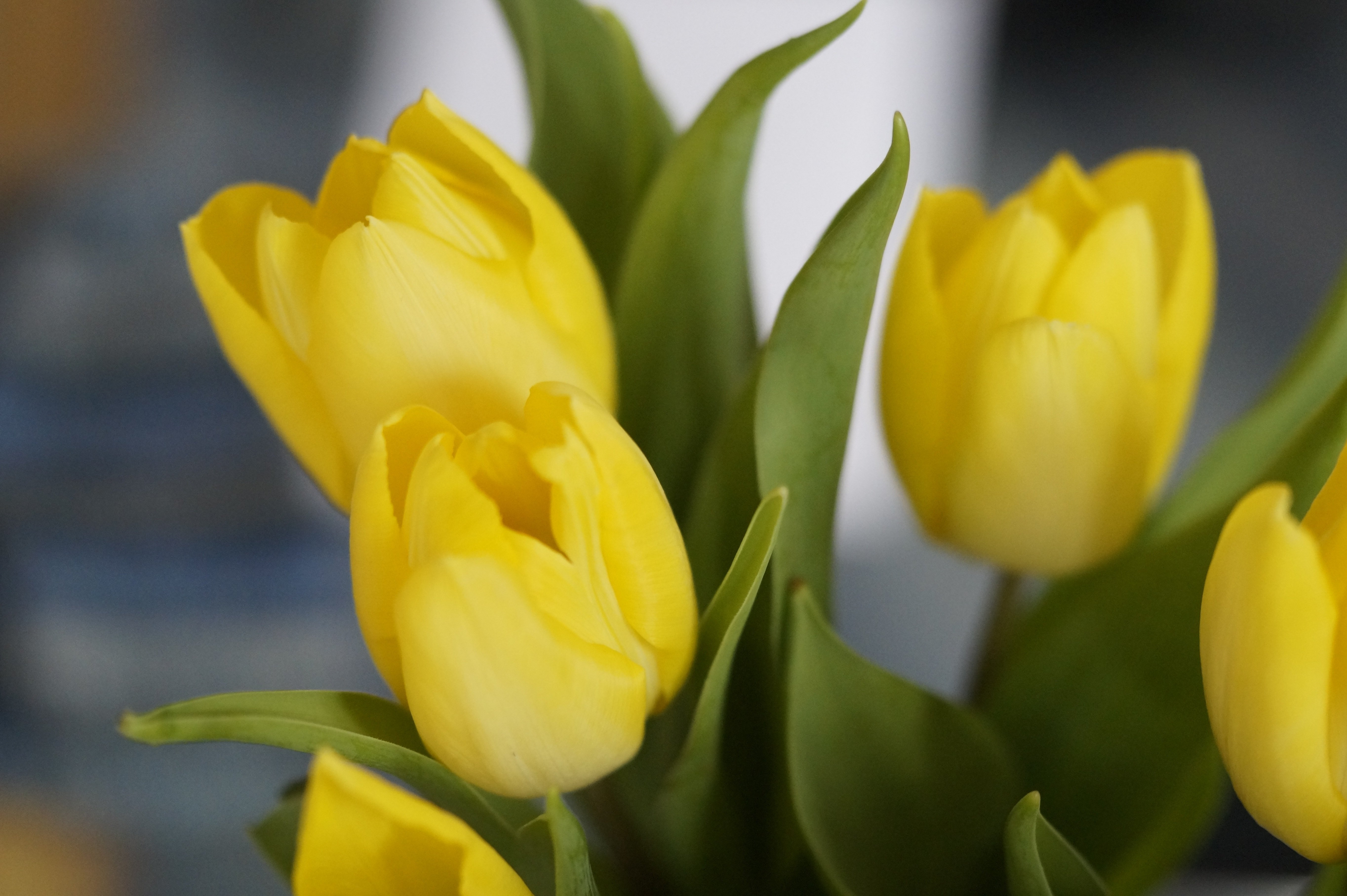 Что означает желтый тюльпан на языке цветов
