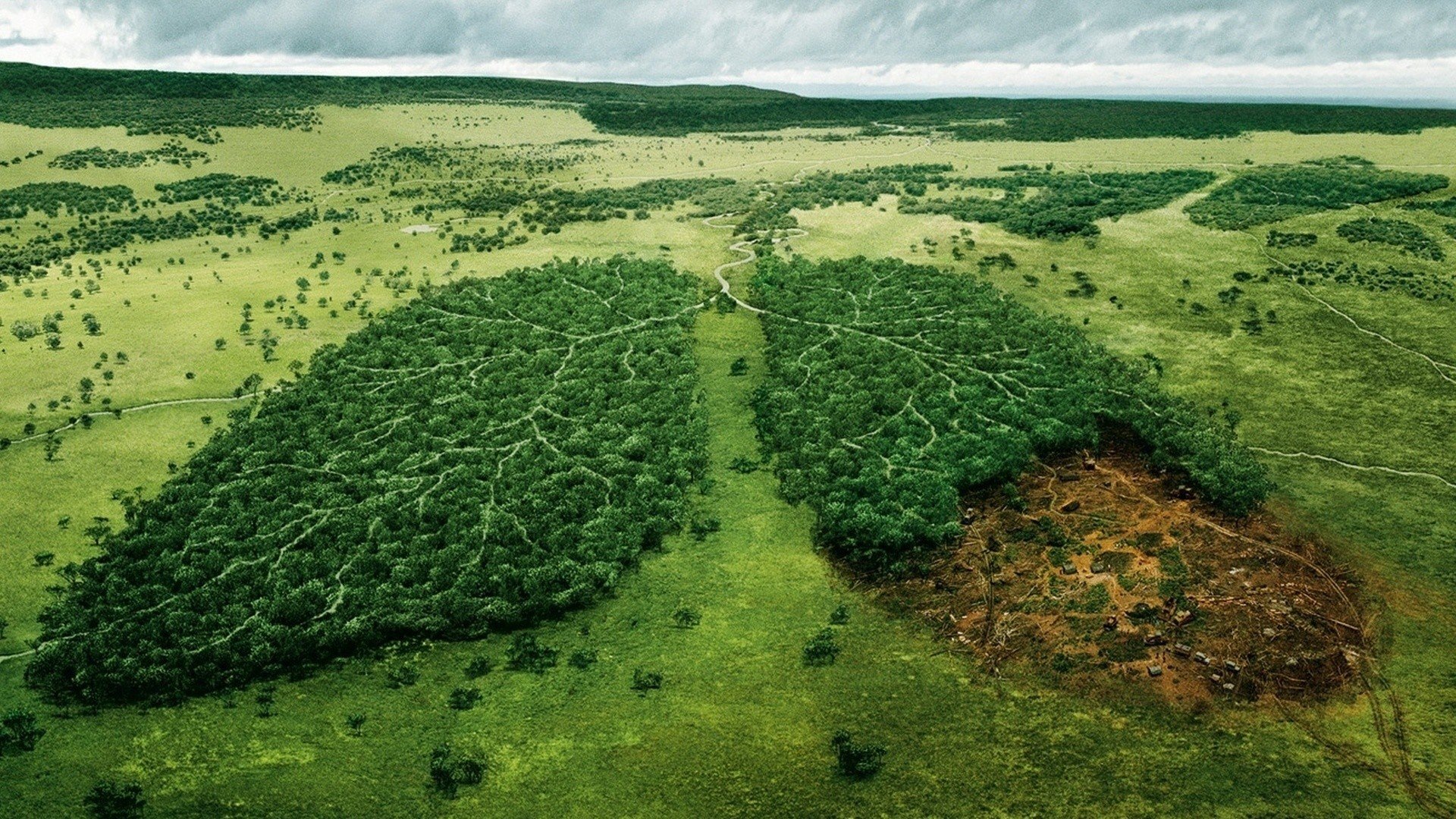 Земля проблемы экологии. Долина Мехико обезлесение. Обезлесение Перу. Вырубка леса. Легкие планеты.