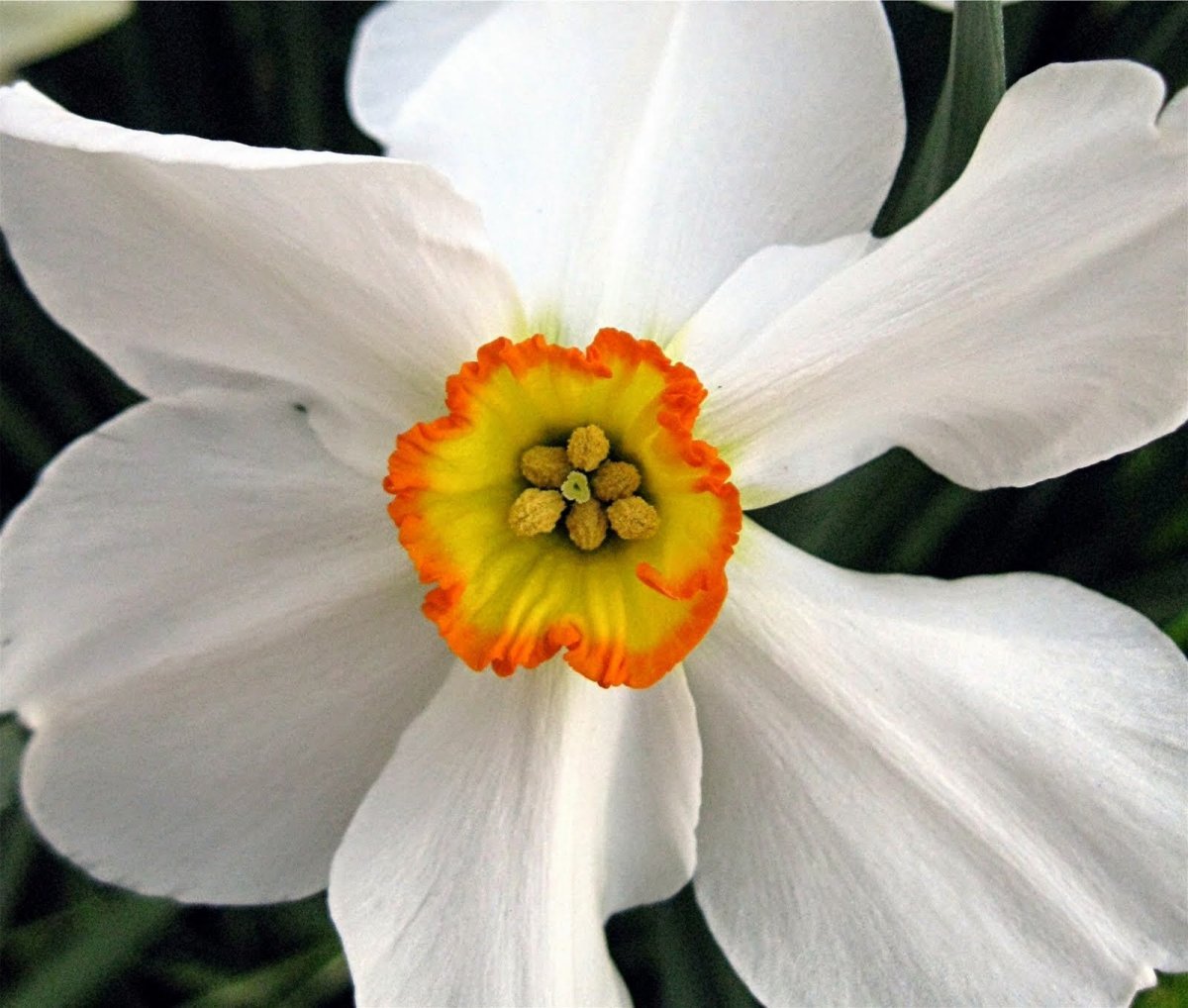 Название цветка нарцисс. Нарцисс Actaea. Нарцисс Вулканелло. Нарцисс Дездемона. Нарцисс Флауэр сюрпрайз.