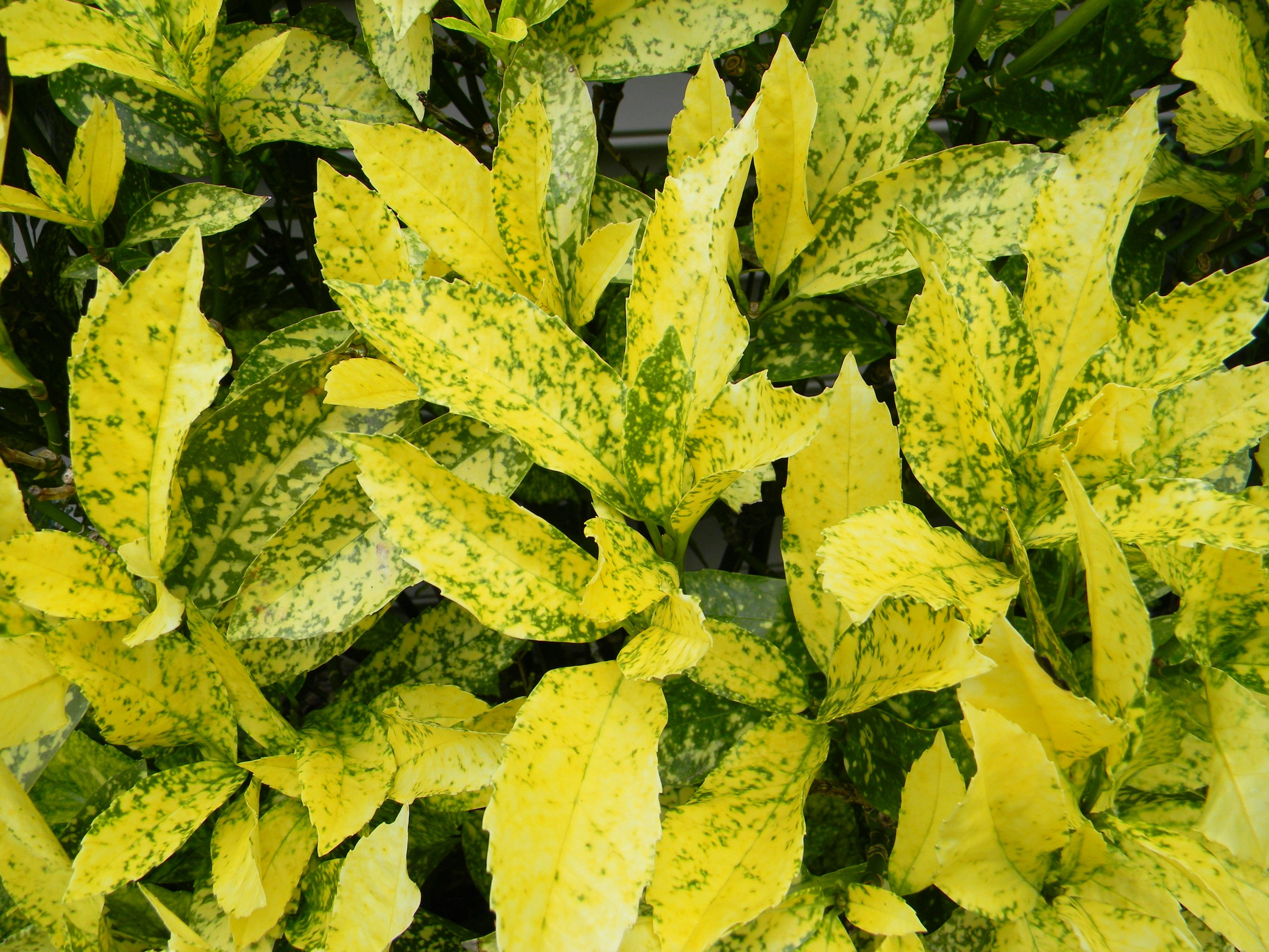 Комнатные растения с желтыми листьями