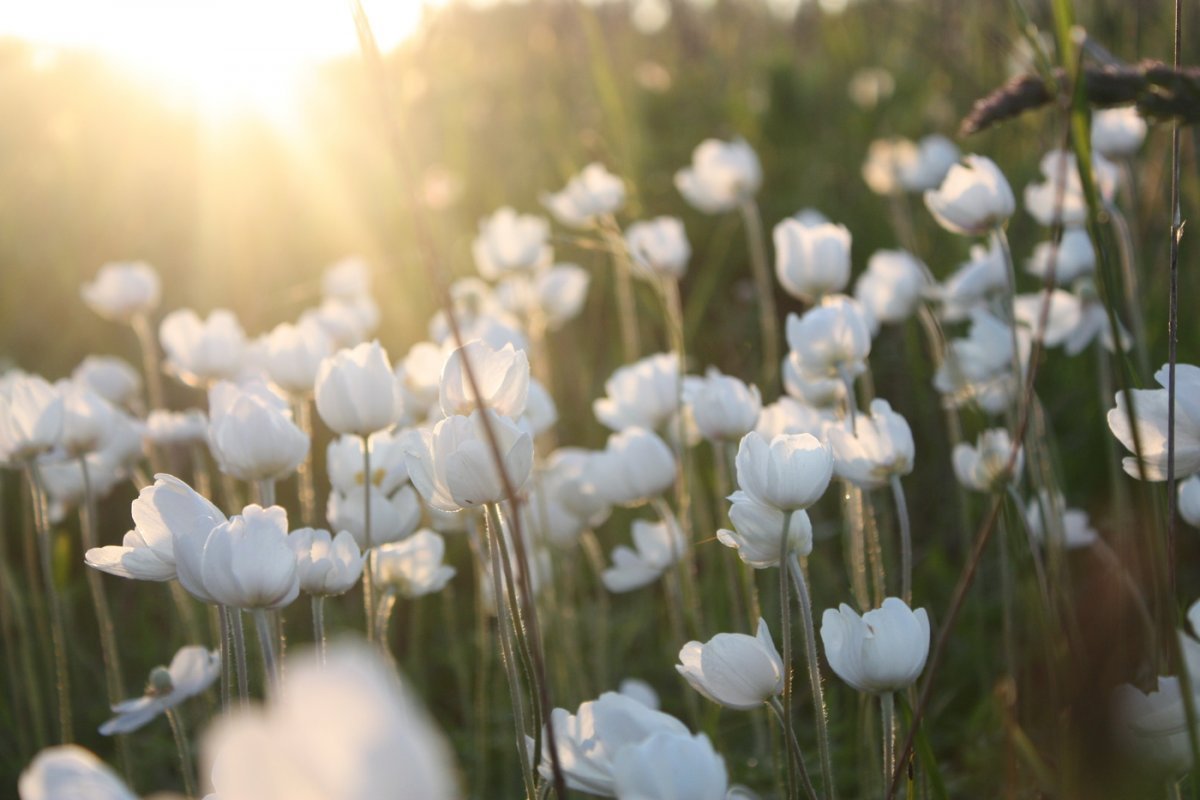Только показались первые нежно белые. Белые цветы в природе. Нежность природа. Нежные белые цветы. Нежные белые цветы в природе.