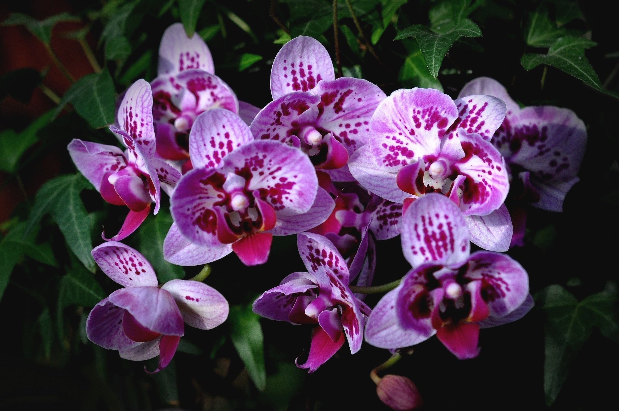 Flowers orchids. Фаленопсис Орлеан. Фаленопсис exotic Punch. Орхидея Лиодора. Орхидея Эсми.