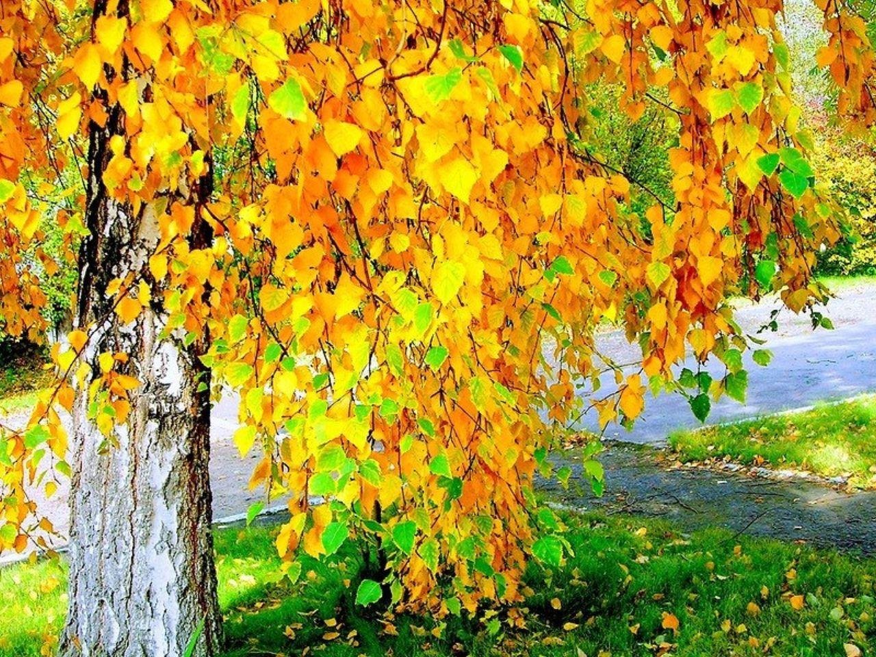 Красуются березки. Береза осенью. Береза осень. Золотая осень. Береза ранней осенью.