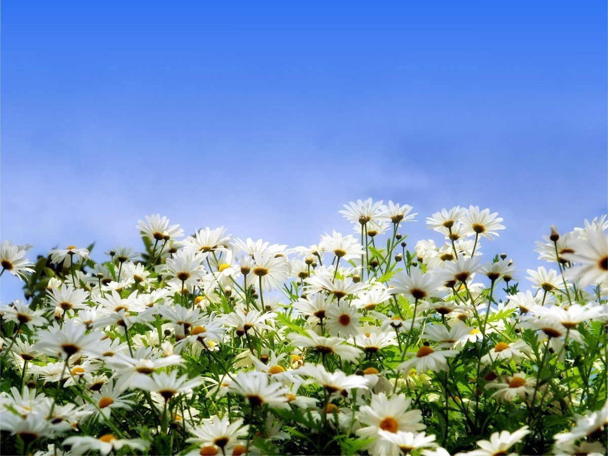 Ромашковое поле. Летние цветы. Ромашка цветы. Ромашковое поле и небо. Белые ромашки поле цветов