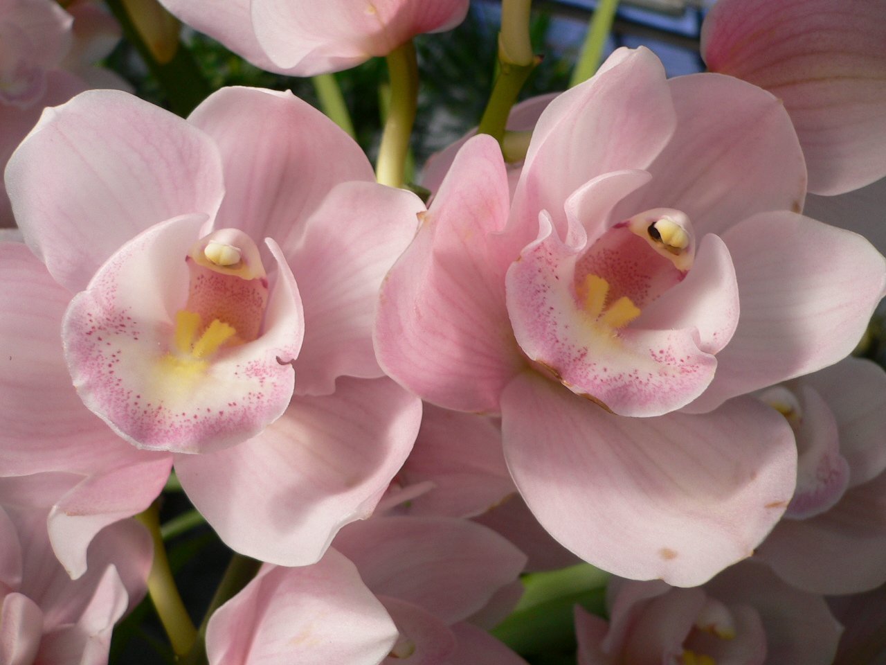 Орхидеи желто розовые
