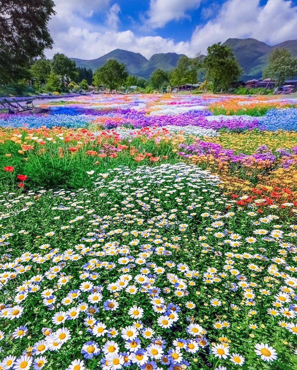 Поле цветов видео. Мавританский газон Альпийский луг. Поляна цветов. Поле цветов. Цветущие поля.
