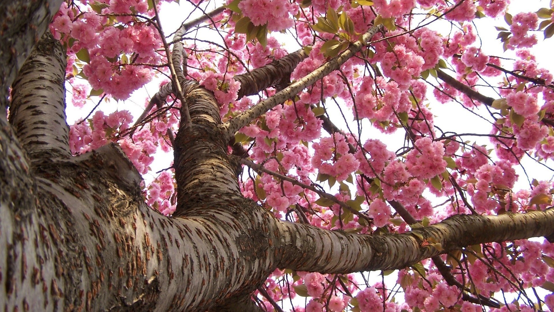 Дерево с розовыми ветками. Хоризия дерево. Розовое дерево Aniba rosaeodora. Акация Сакура. Сакура 6к дерево.