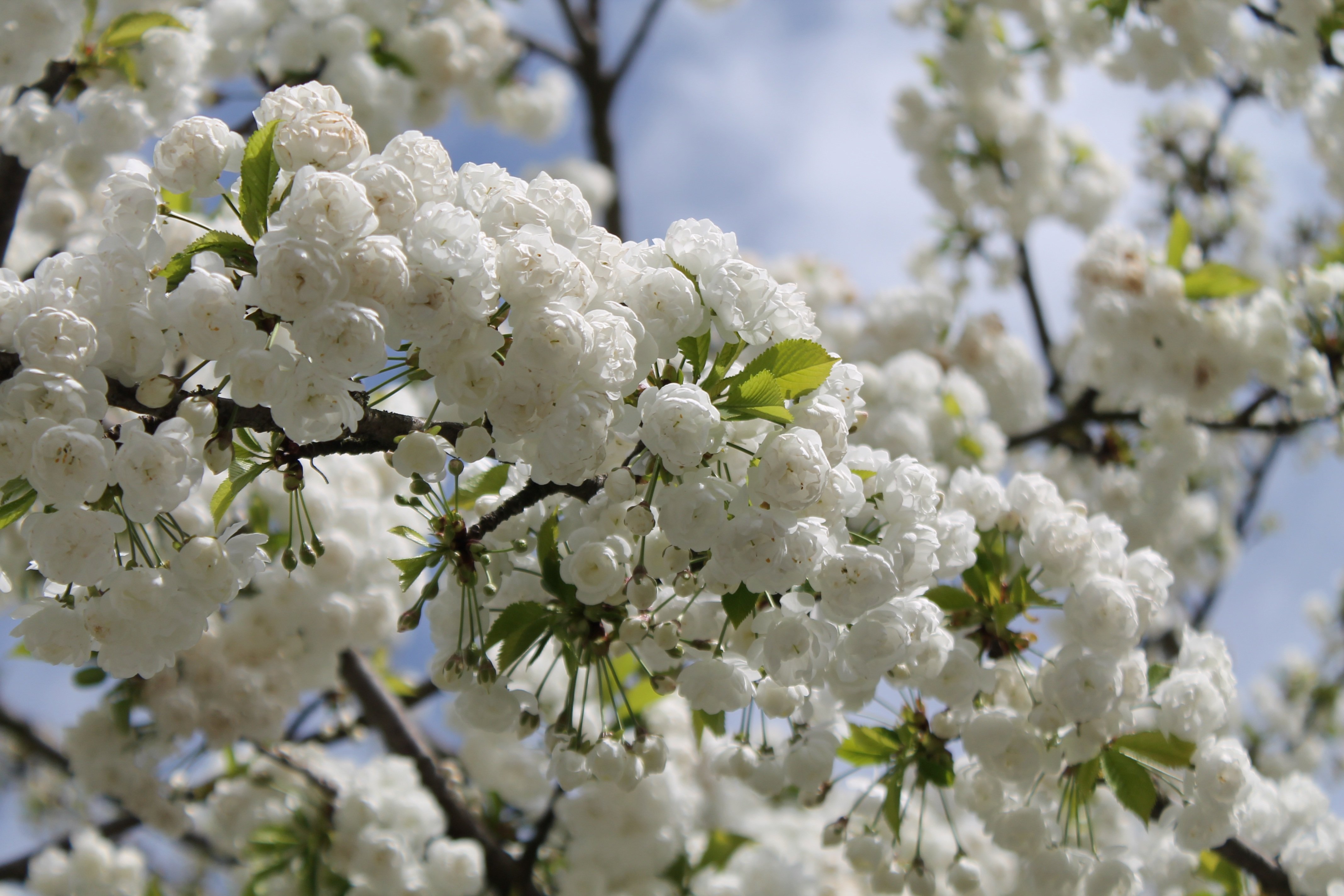 Какое дерево зацветает 1. Белая Сакура дерево. Вишня дерево зацвело. Вишня дерево цветение. Вишневый сад цветение.