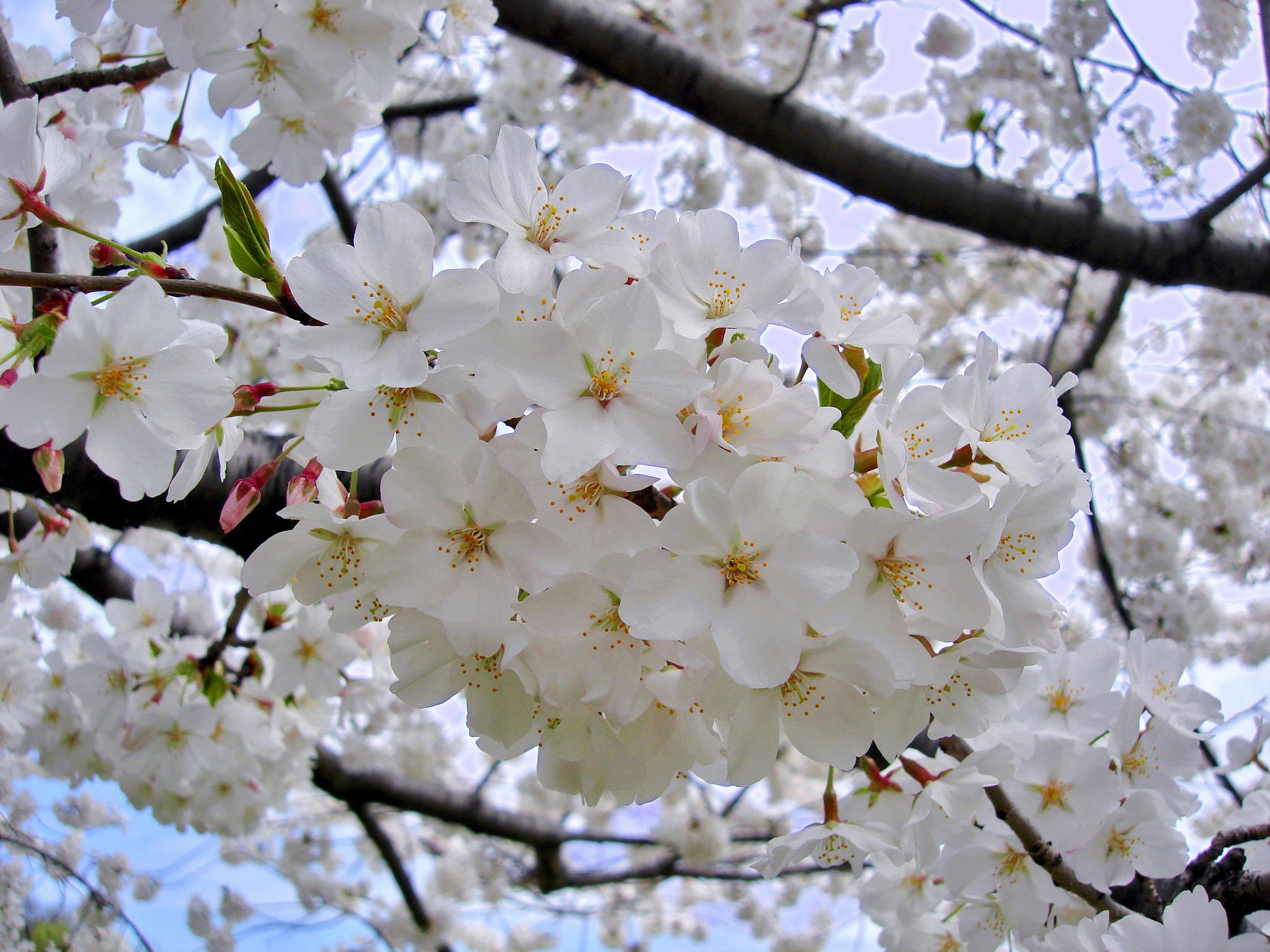 Какое дерево цветет белым. Вишня Есино. Сомэй Ёсино Сакура. Черешня Сакура. Прунус Вайт.