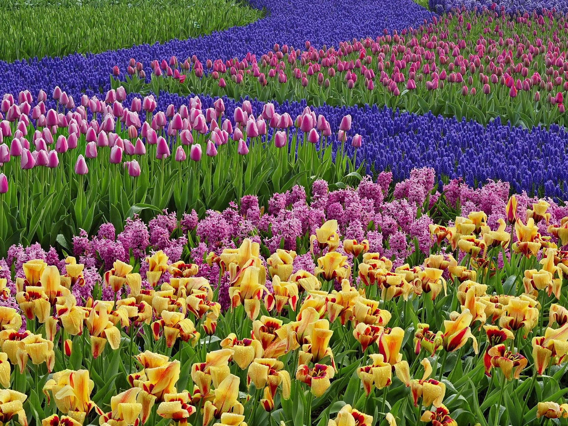 Много цветов в природе. Парк тюльпан Голландия река мускари. Тюльпаны гиацинты нарциссы. Цветочное поле. Поляна цветов.