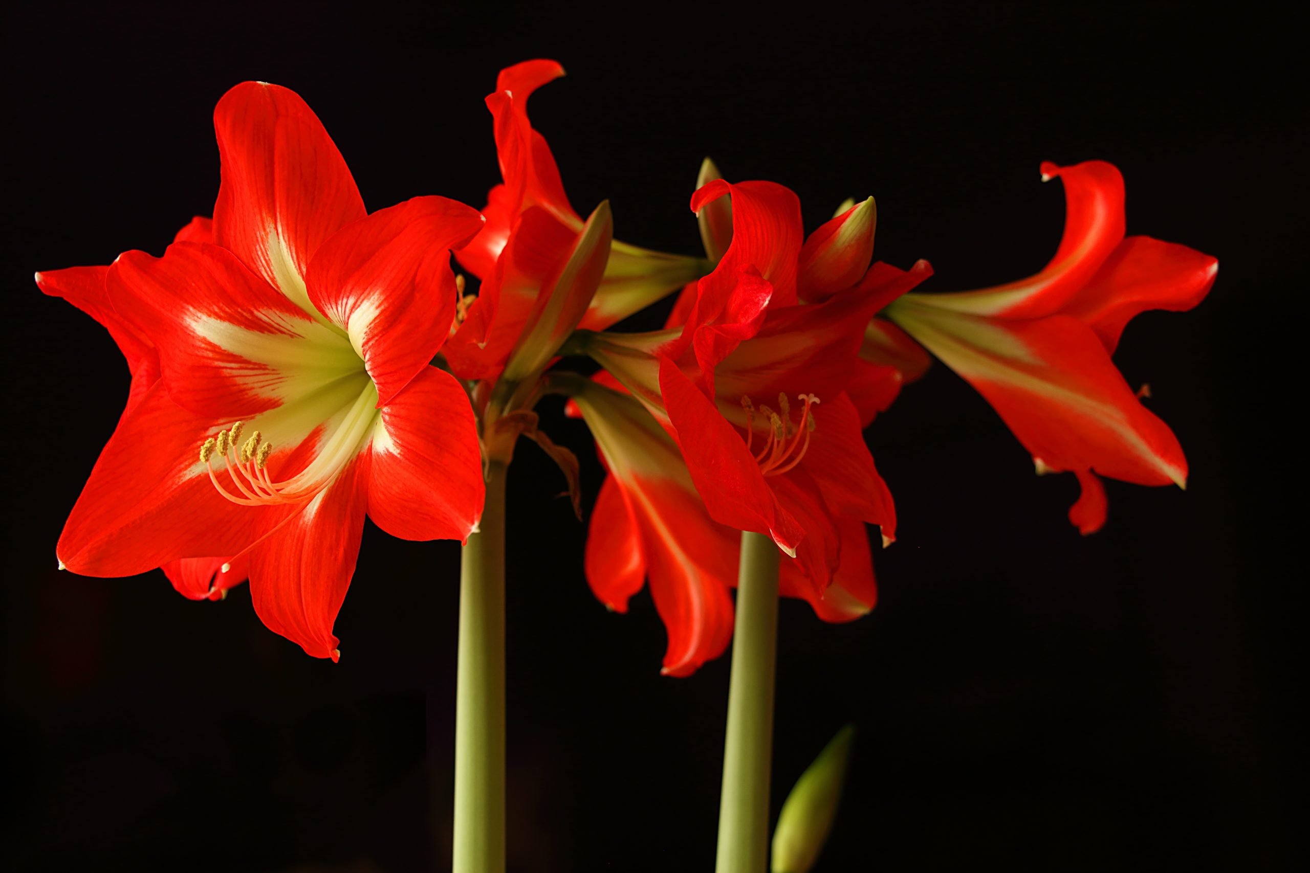 Цветок расцветает раз в год. Гиппеаструм амариллис. Цветок гиппеаструм амариллис. Гиппеаструм Валлота. Гиппеаструм амариллис красный.