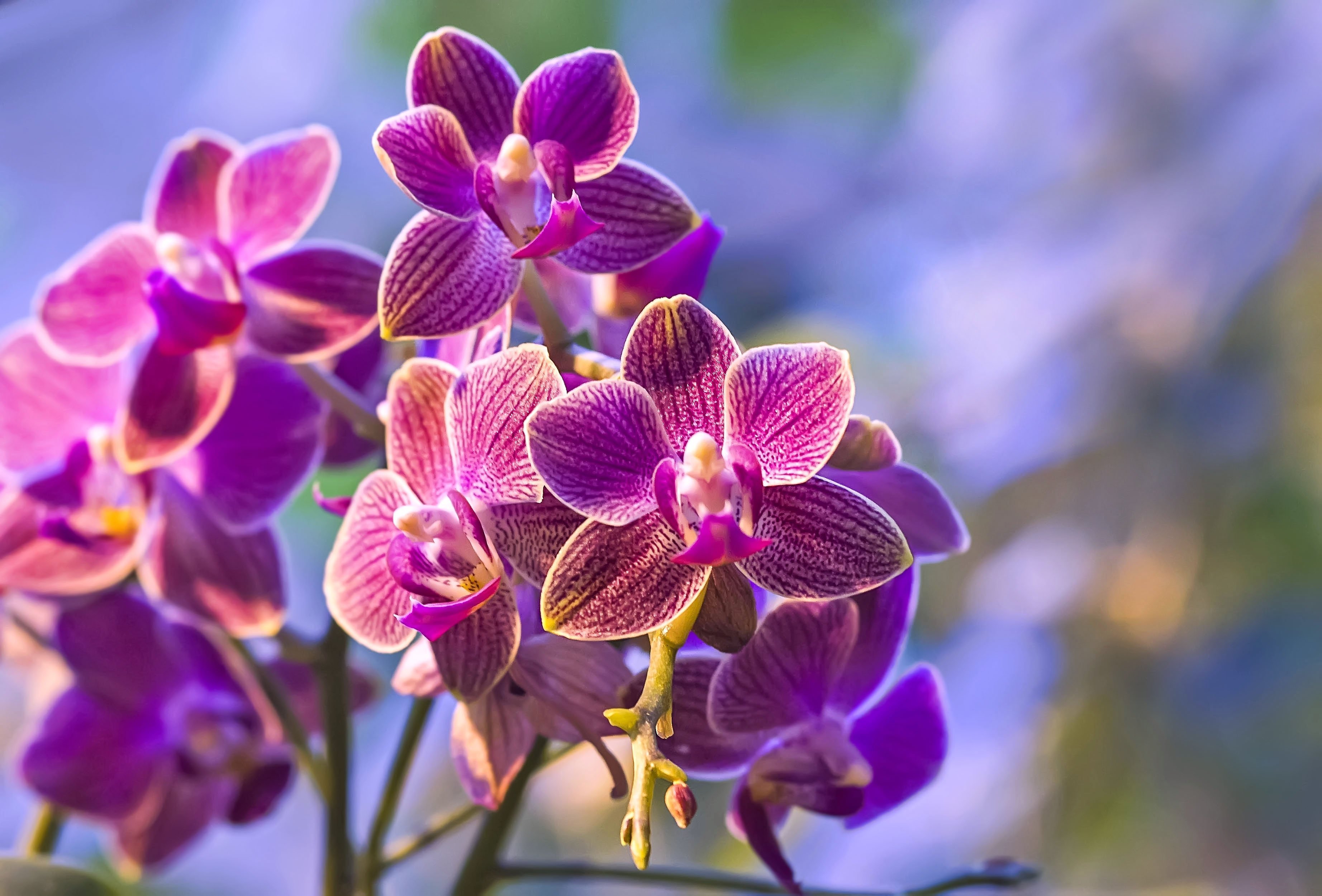 Flowers orchids