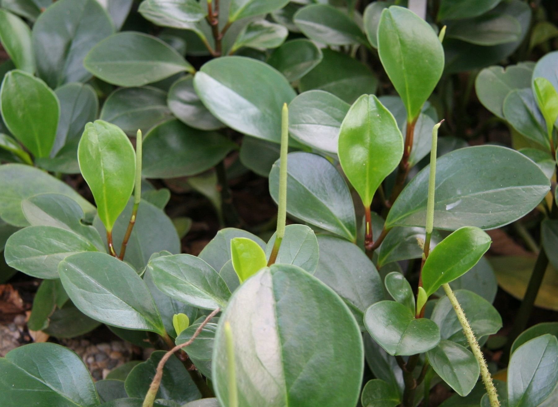 Комнатные растения с толстыми листьями. Пеперомия магнолиелистная. Растение Пеперомия магнолиелистная. Цветок Пеперомия фикус. Пеперомия клузиелистная.