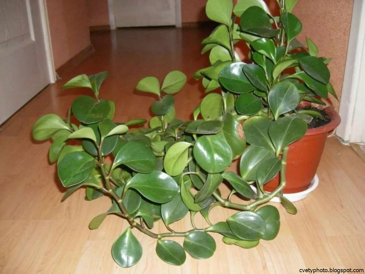 Комнатные растения с толстыми листьями