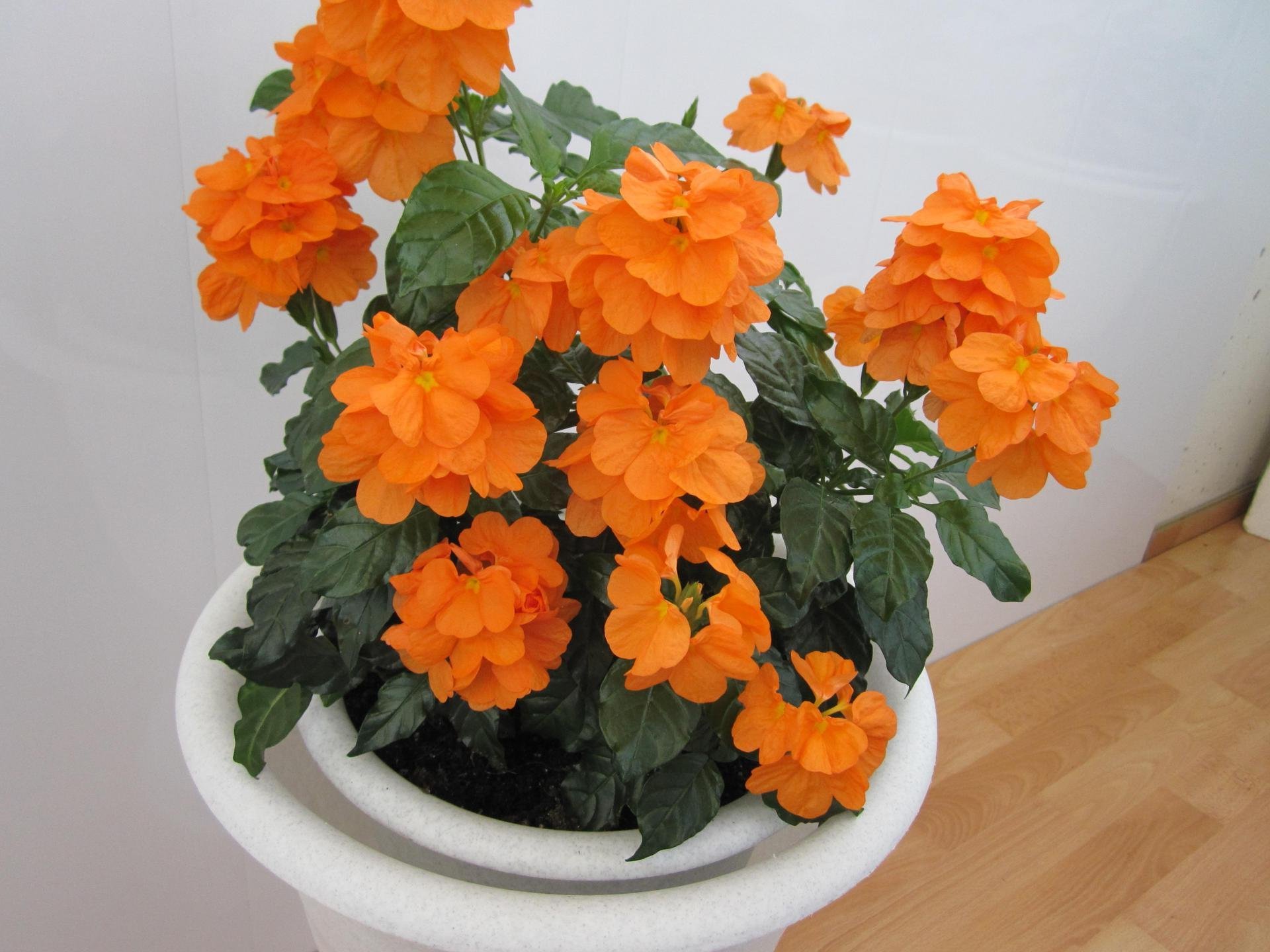 Оранжевое комнатное растение. Кроссандра волнистолистная. Кроссандра воронковидная. Цветок Фортуна кроссандра. Цветущая кроссандра.