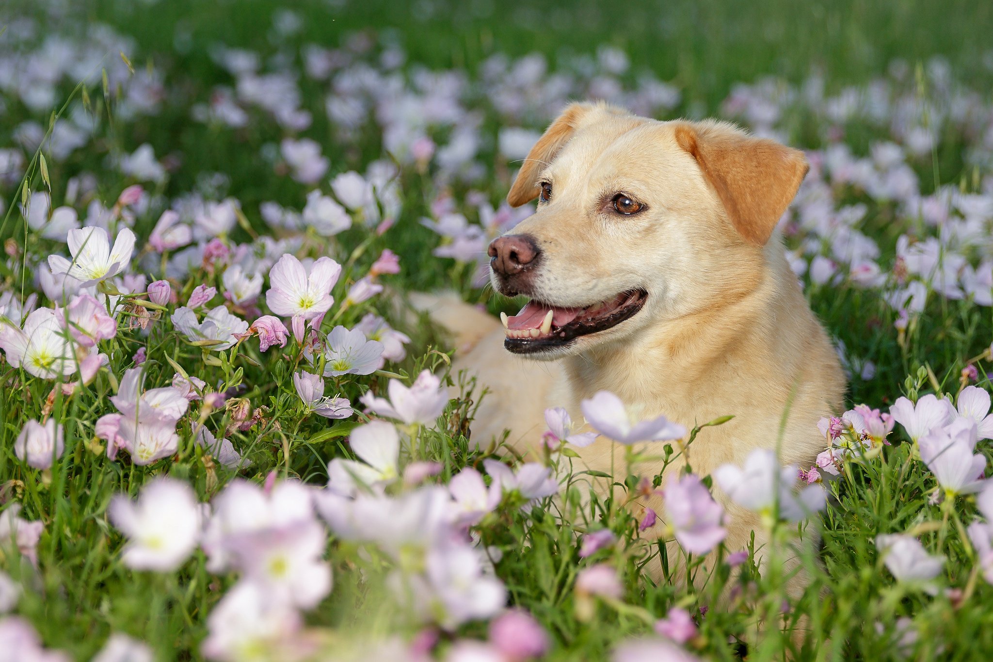 Собаки весной картинки. Собачка лабрадор. Щенята лабрадор Джек Рассел. Собачка в цветах.