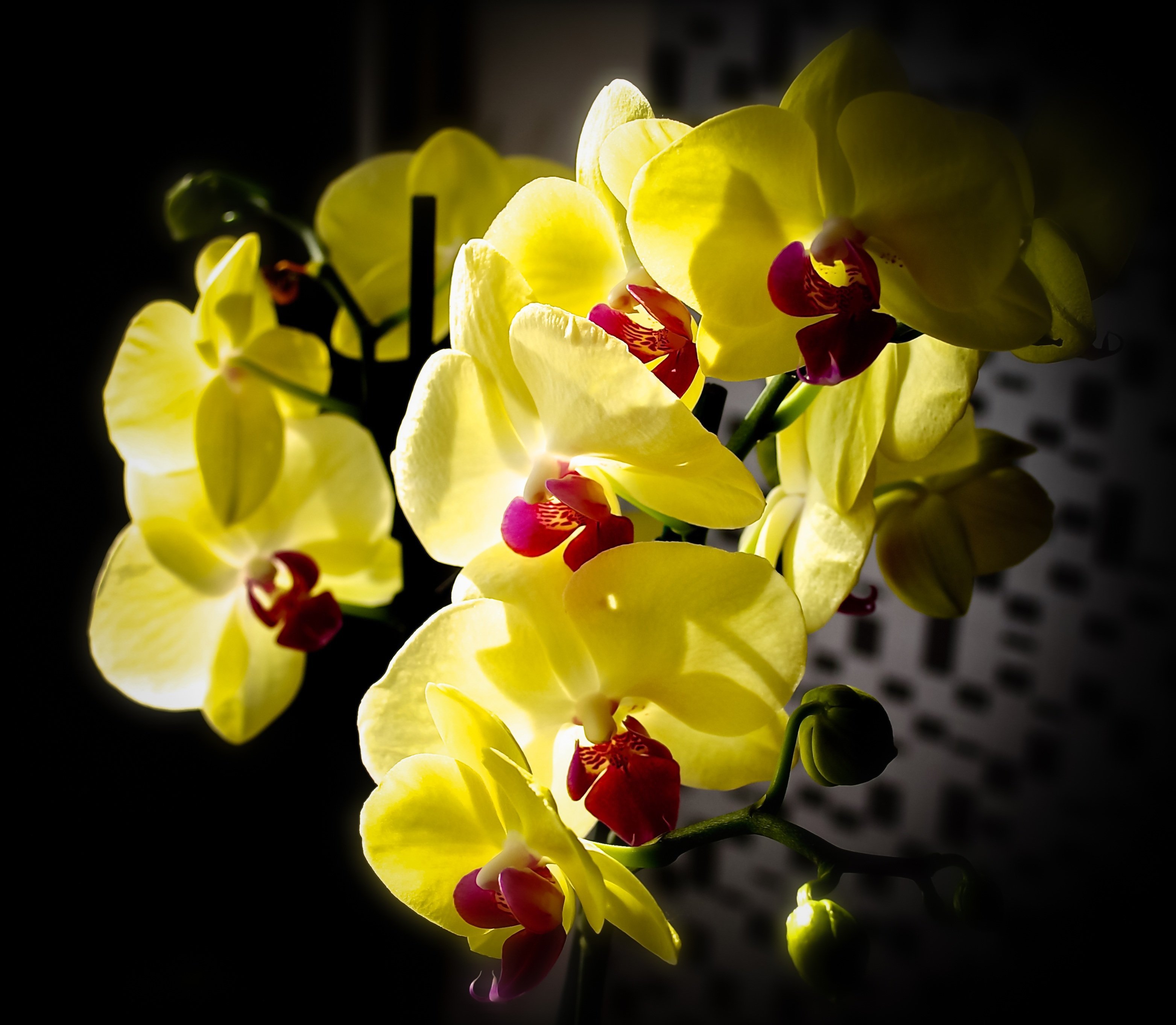 Красно желтая орхидея. Фаленопсис Limelight Yellow. Фаленопсис Еллоу Коу. Фаленопсис Аполлон жёлтый. Орхидея фаленопсис желтая Жемчужина.
