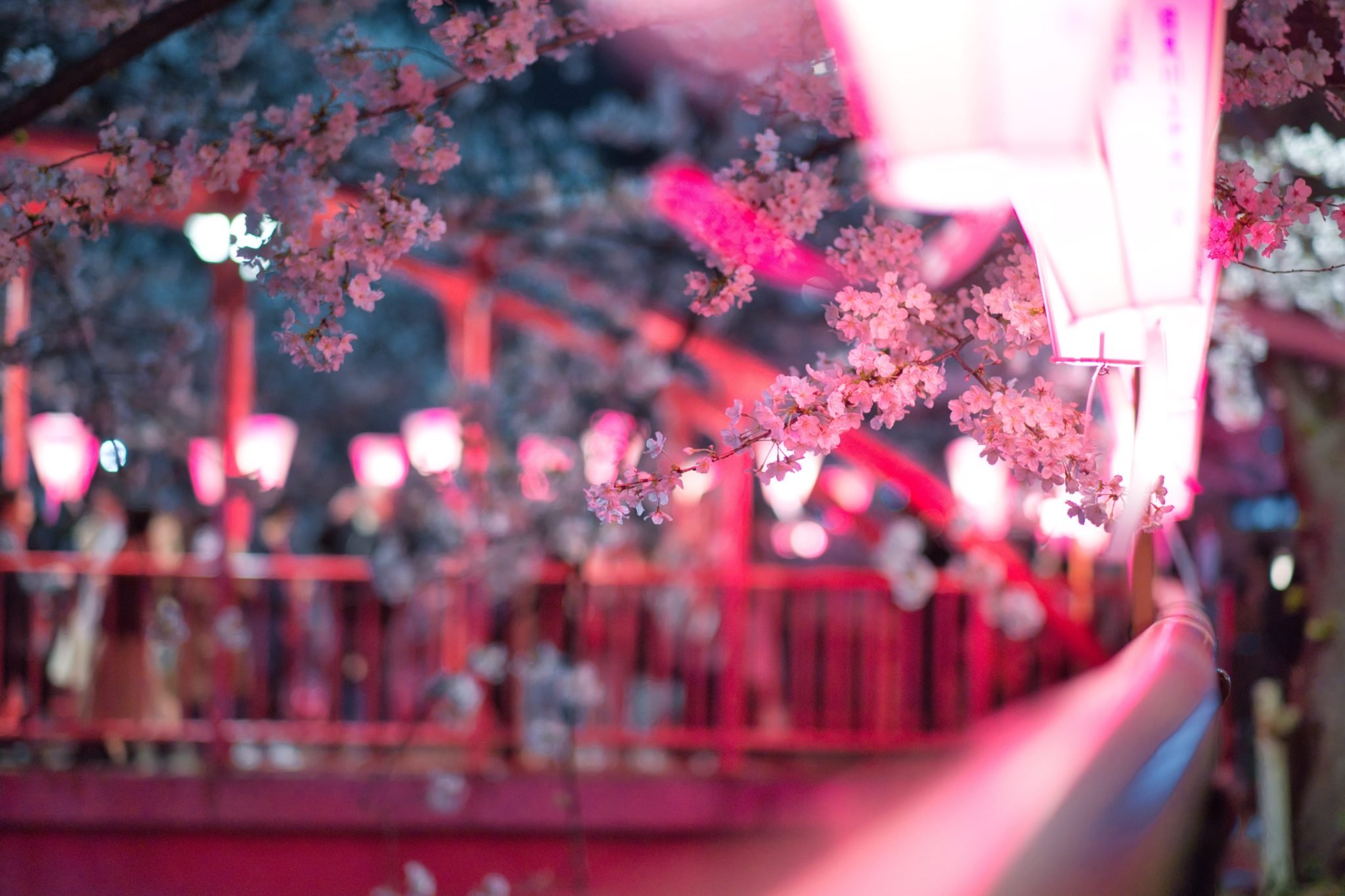 Цветение Сакуры. Красота Японии. Фон боке. Три сакуры