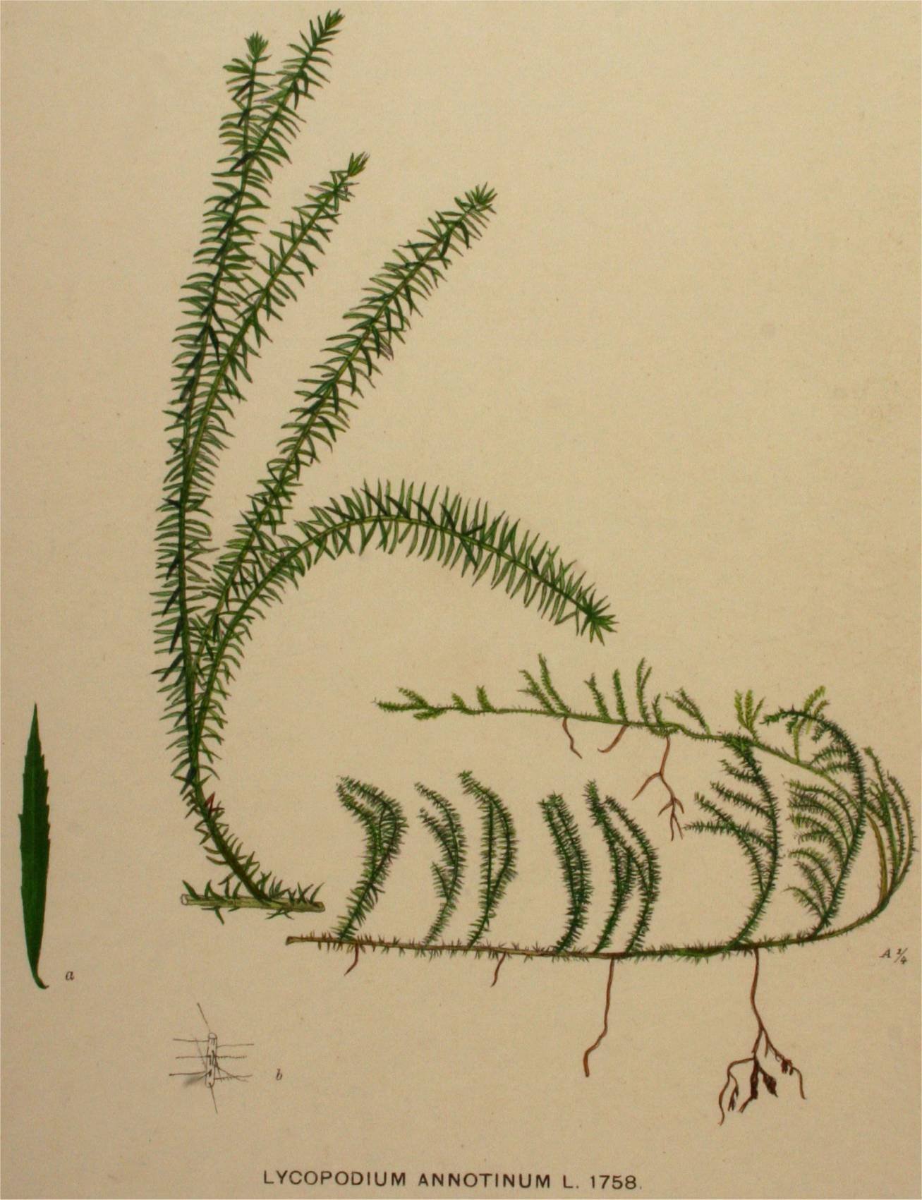 Плаун годичный (Lycopodium annotinum). Плаун булавовидный. Плаун Баранец строение. Спорангий плауна булавовидного.