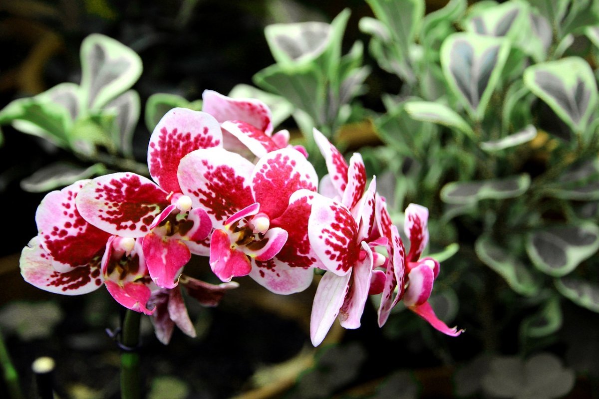 Орхидея Скенза. Фаленопсис ред Сван. Орхидея ред вельвет. Фаленопсис Lausanne. Plants орхидея