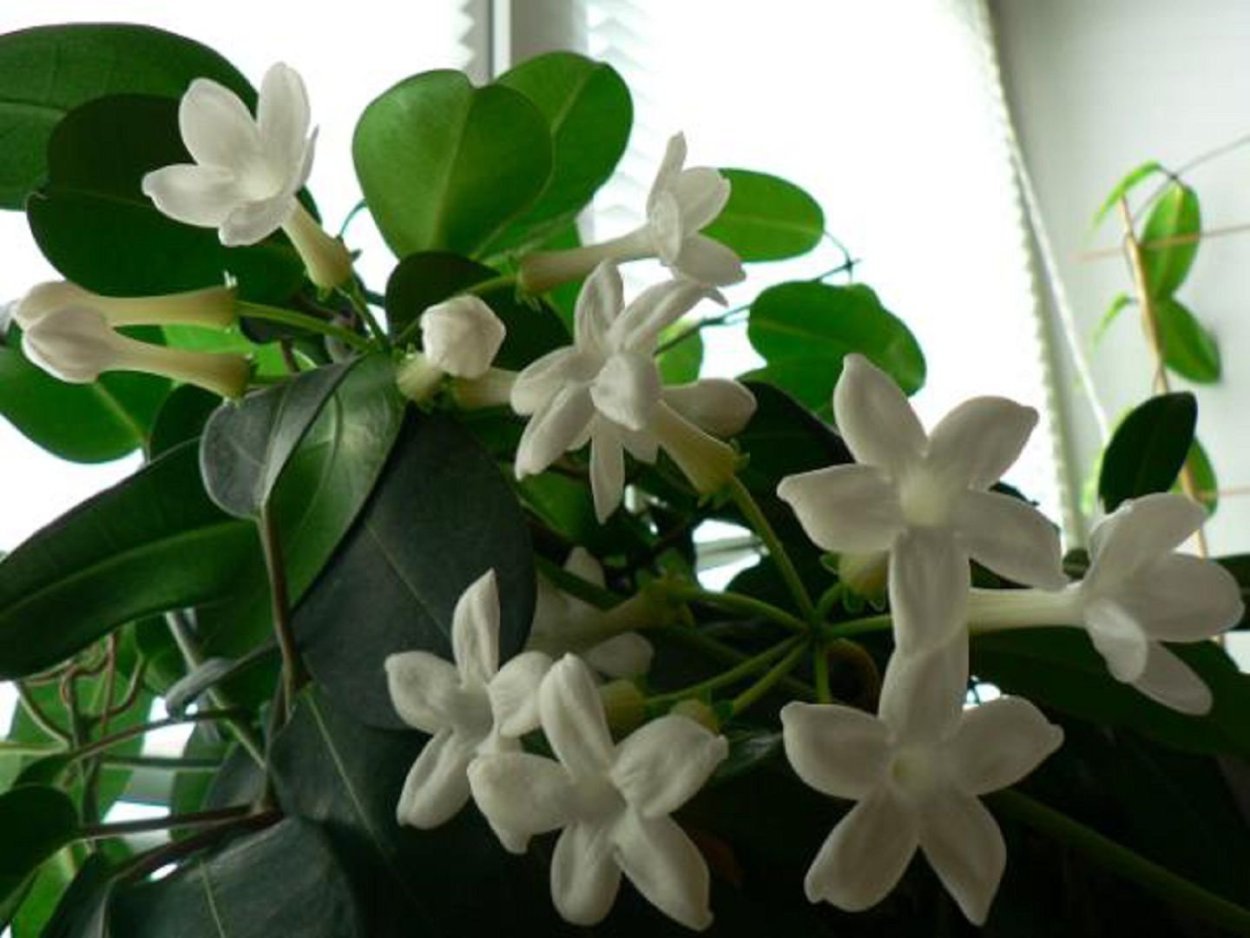 Цветущий комнатный цветок с белыми цветами. Стефанотис обильноцветущий. Фикус Стефанотис.