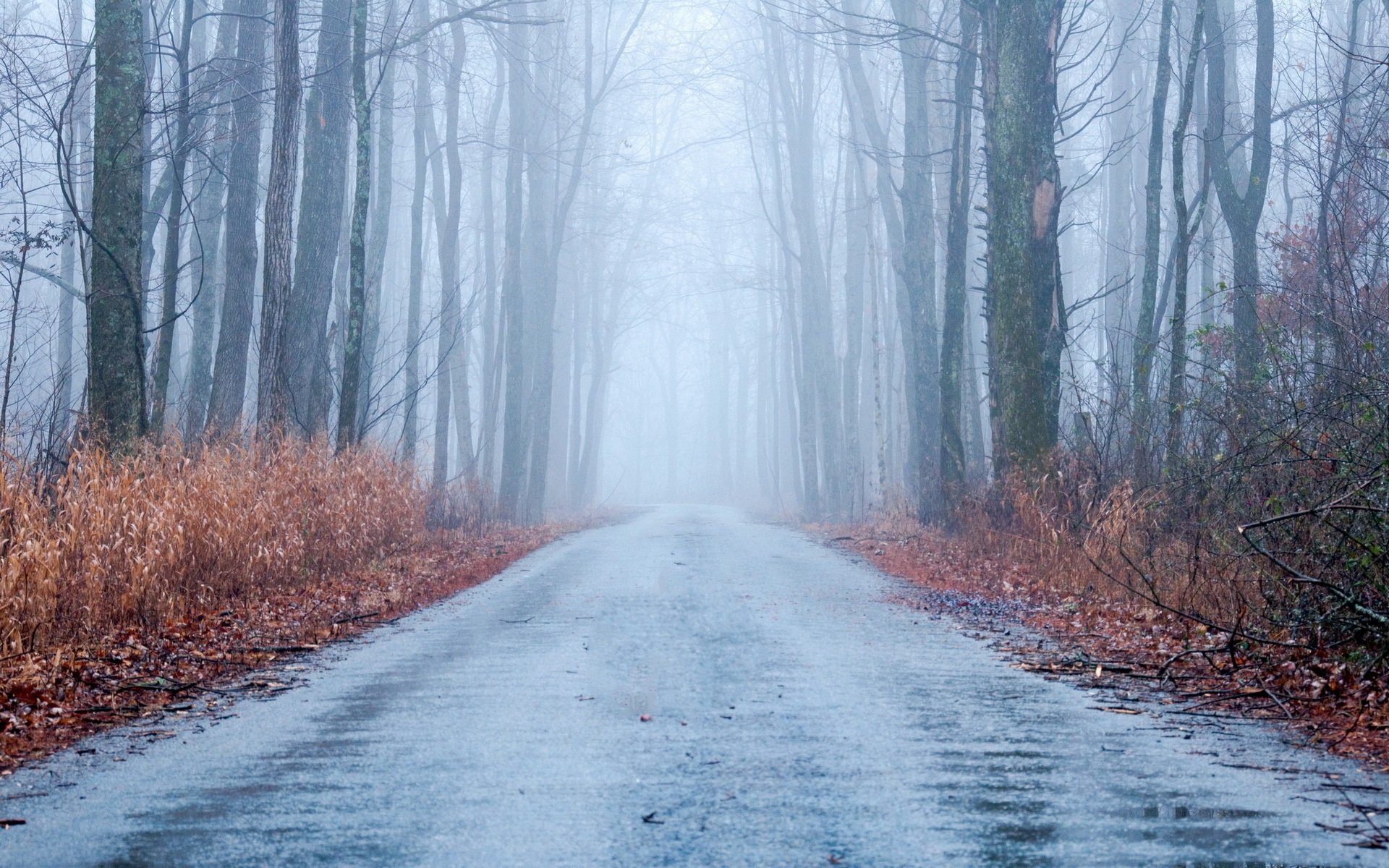 Холодная осень серый. Поздняя осень. Дорога в лесу. Лесная дорога. Осенняя дорога в лесу.