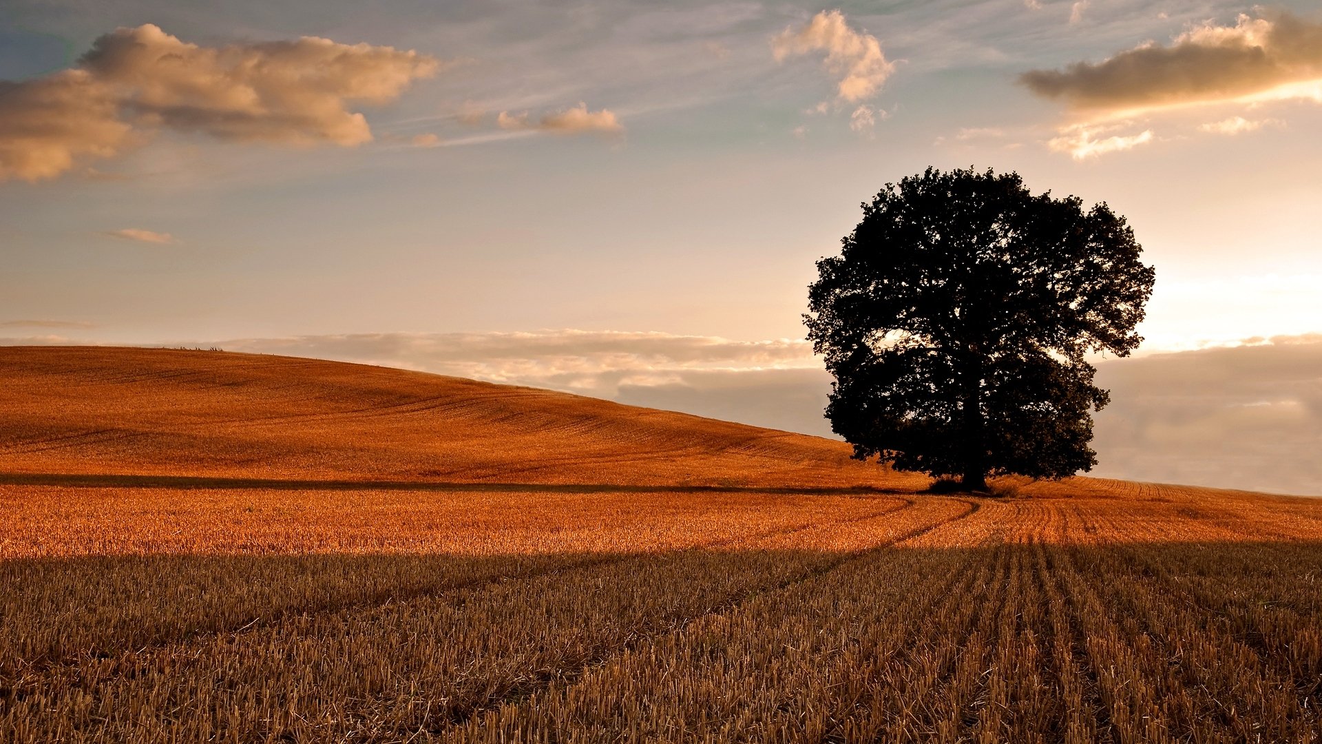 Осеннее поле. Одинокое дерево в поле. Одинокое дерево. Пейзаж поле.