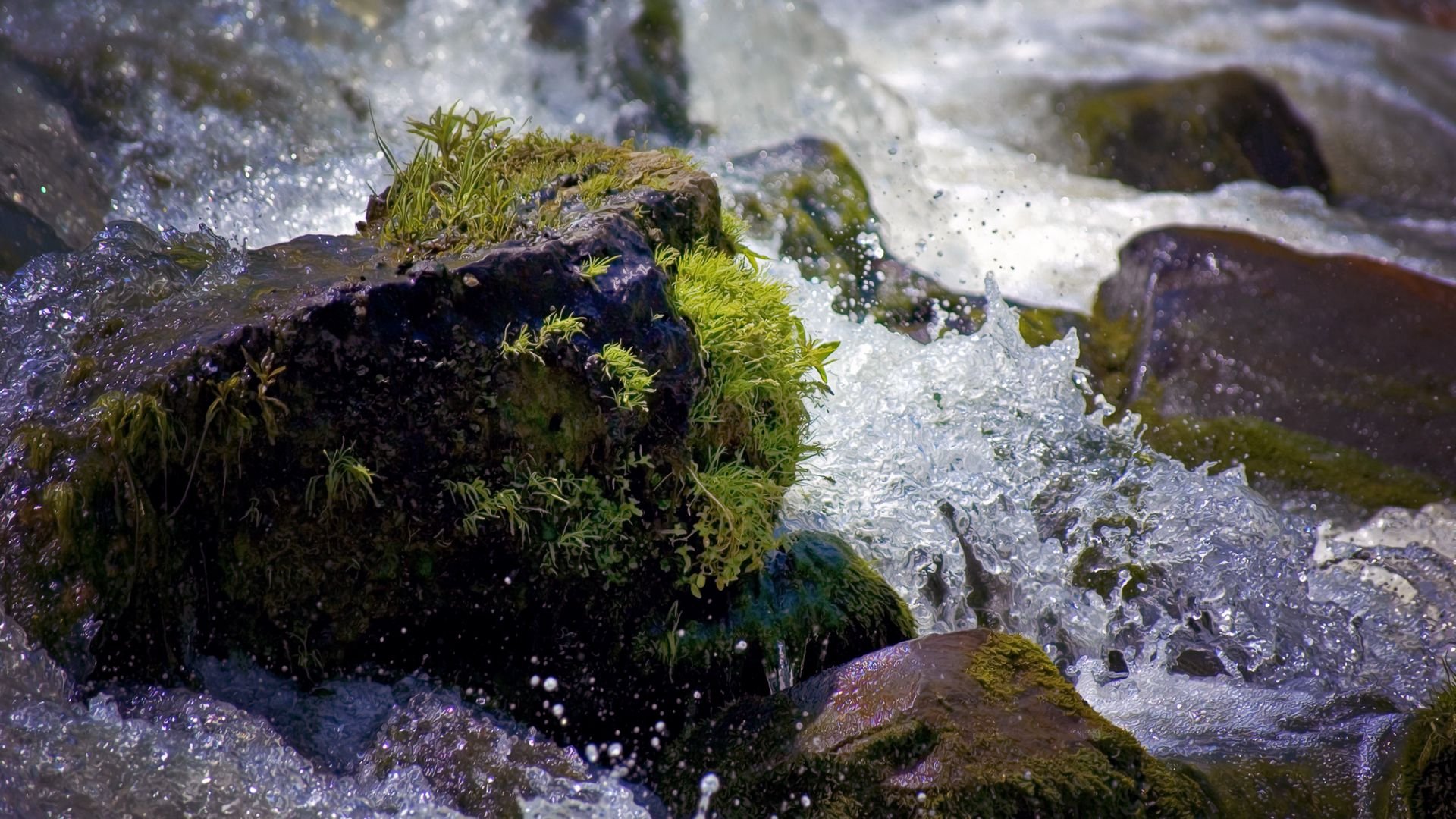 Вода в природе. Водяной мох. Ручеек с камнями. Вода среди камней. Природный водный орган