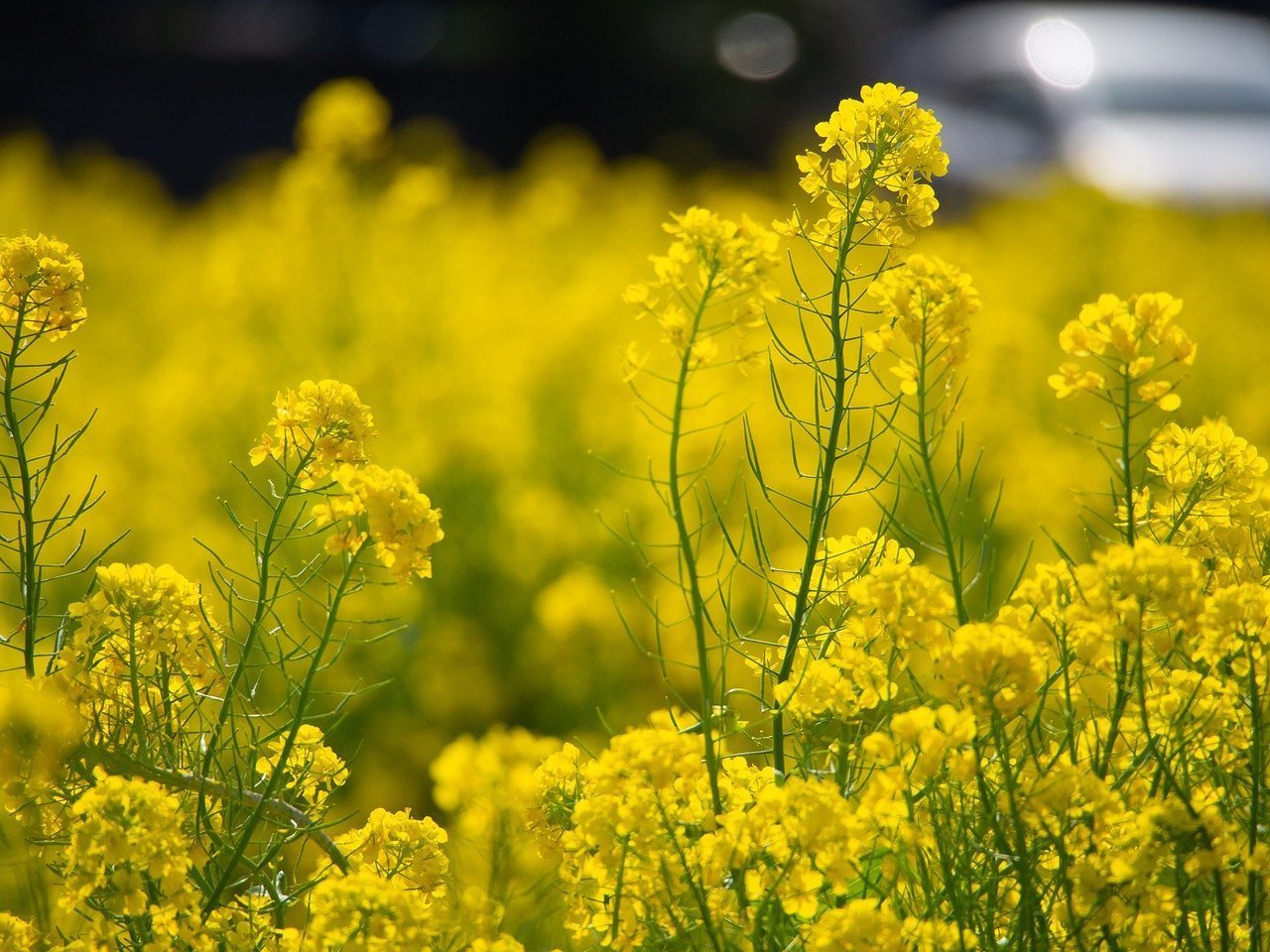 Желтая трава название. Витекс желтый полевой цветок. Желтый цветок полевой рапс. Жёлтый полевой цветок мибири. Желтоголовник Луговой.