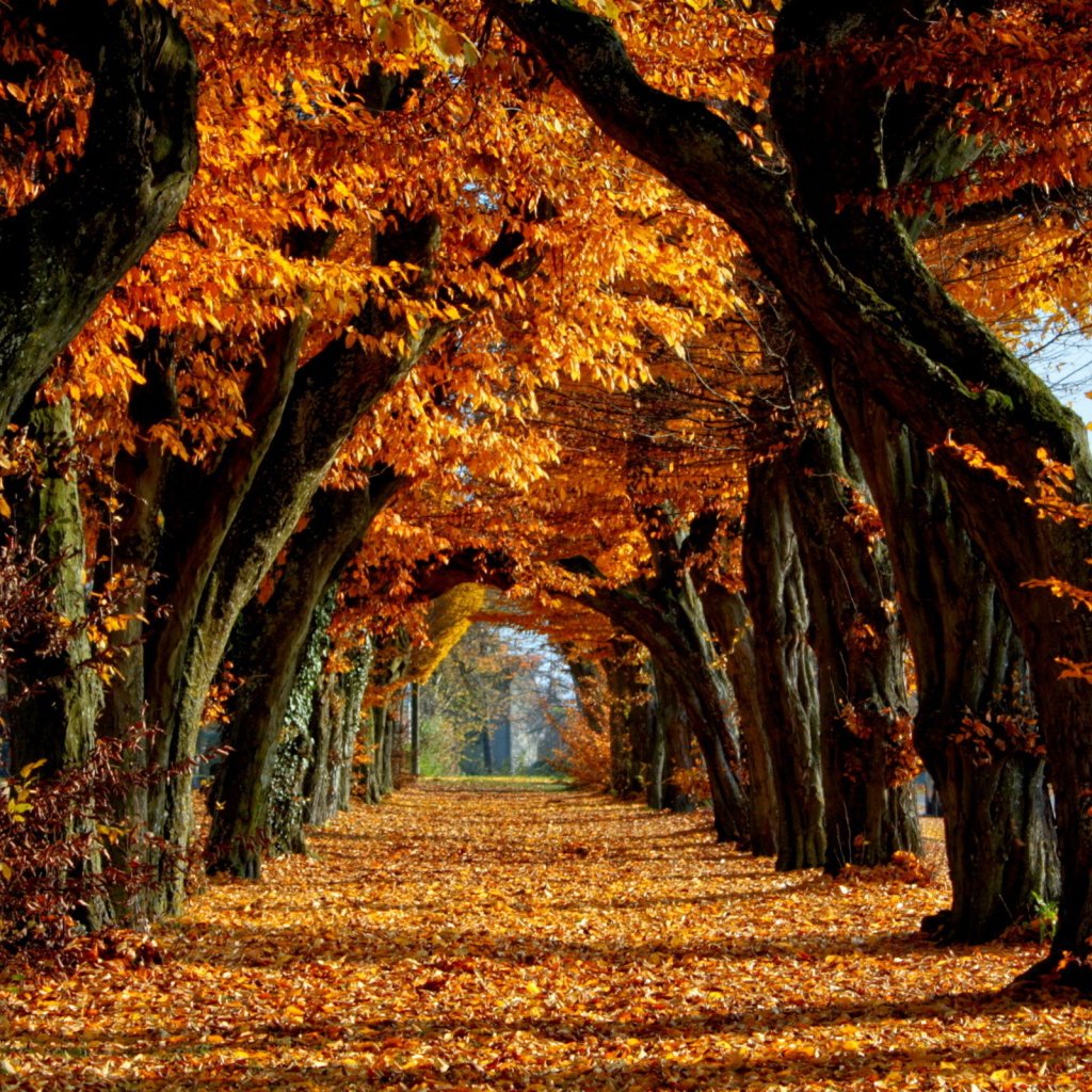Куз 2. Осень. Осенняя аллея. Осенние деревья аллея. Осенние картинки.
