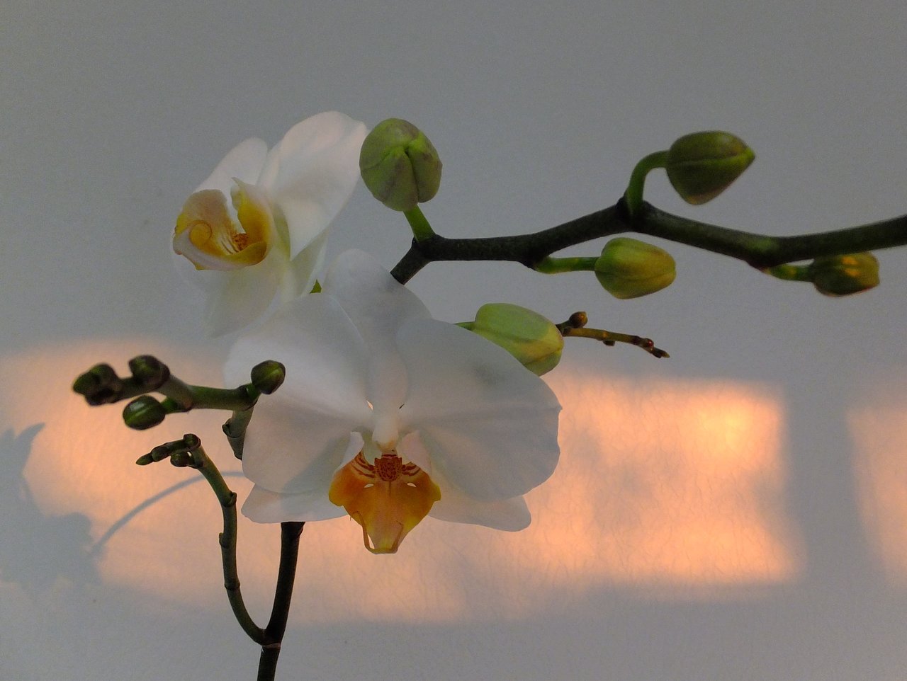 Начала цвести орхидея. Начало цветения орхидеи. Как зацветает Орхидея. Моя красавица Орхидея расцвела. Орхидея начало цветения фото.