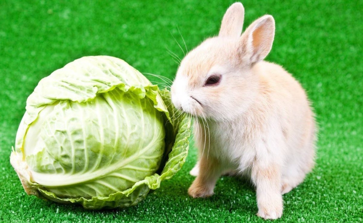 Кролик с капустой. Заяц с капустой. Кролик ест капусту. Заяц ест капусту. Можно давать кроликам капусту