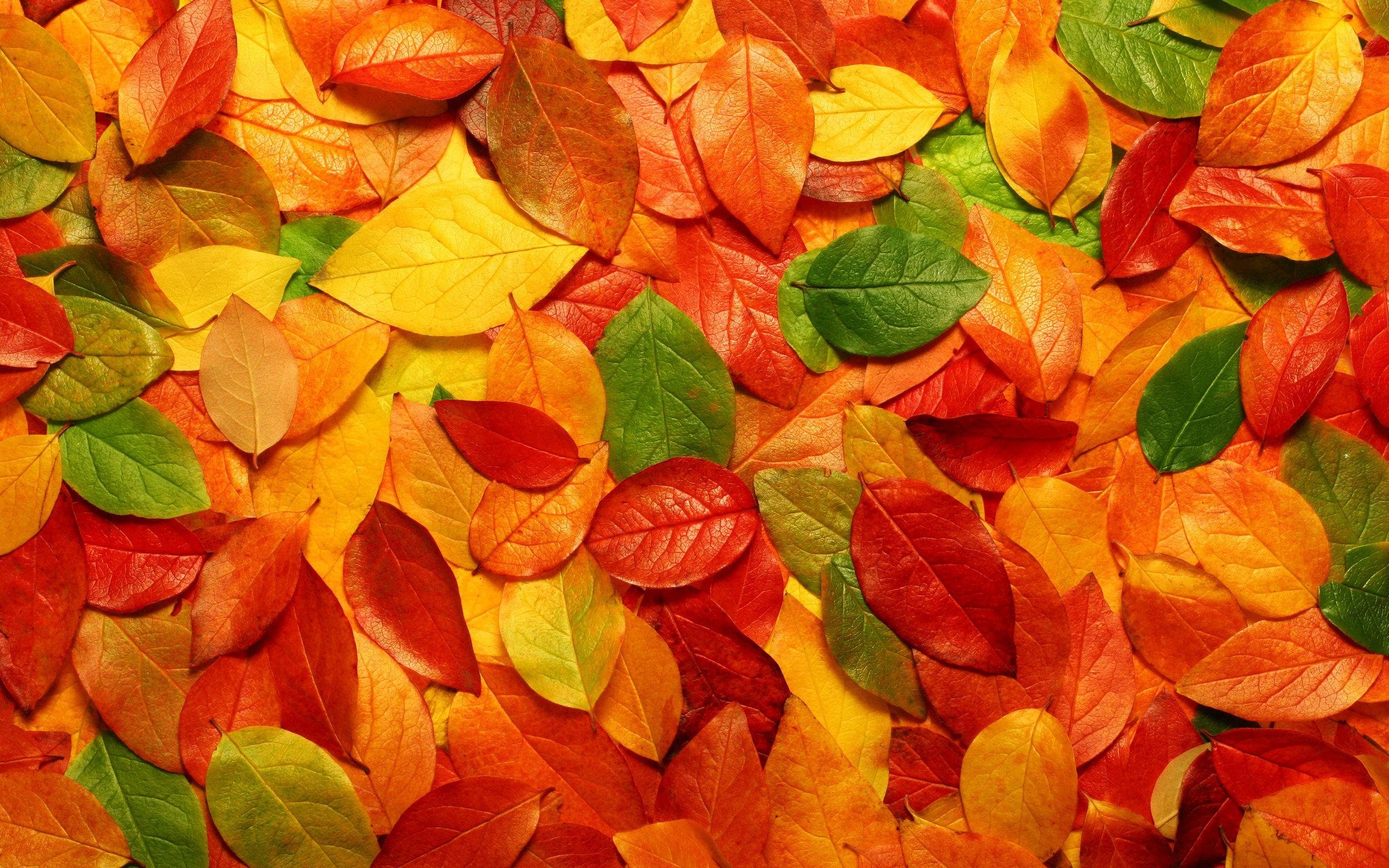 Красный золотой осень. Осень листья. Осенняя листва. Разноцветные листья. Листики осенние.