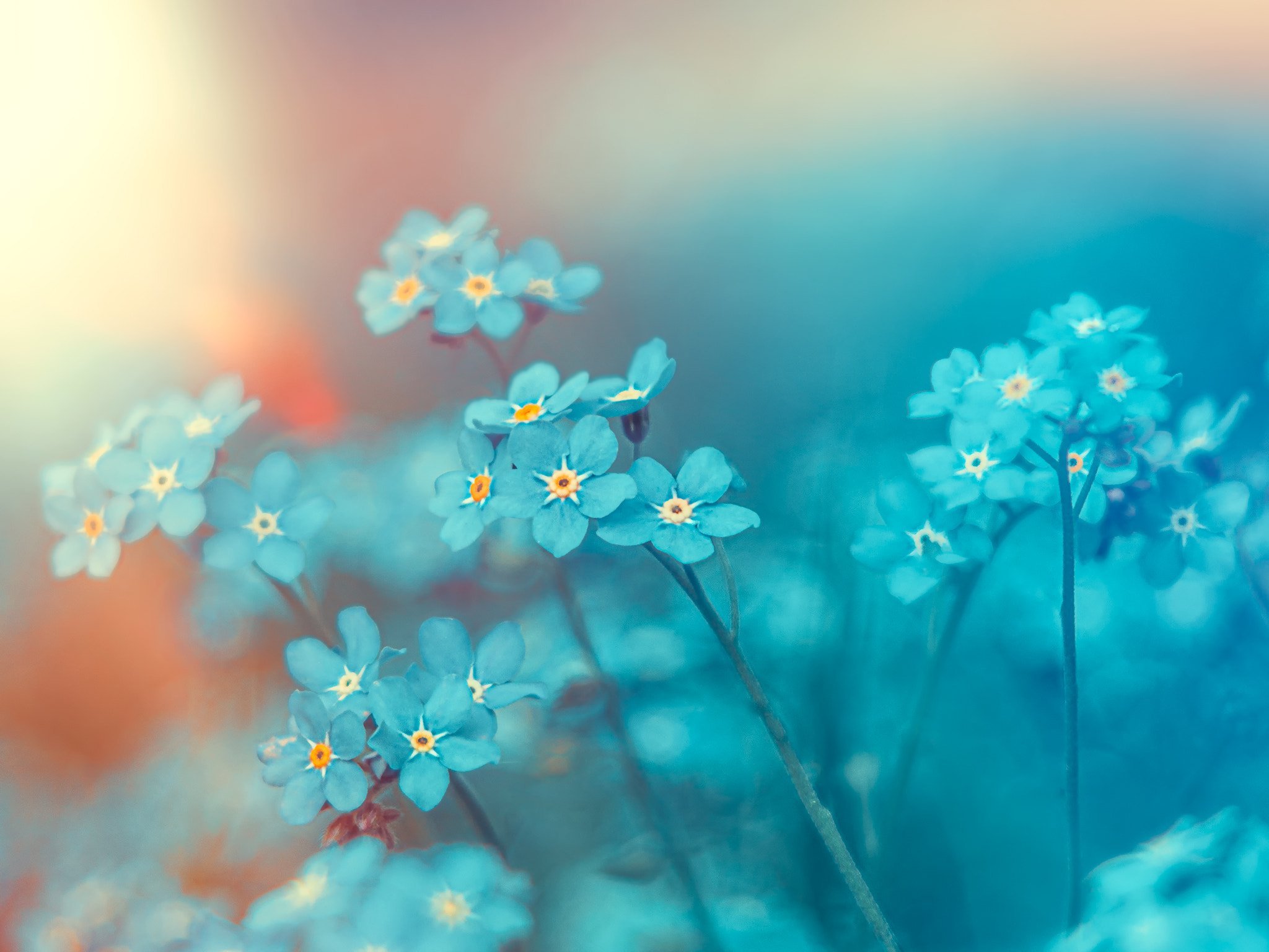Фон незабудки. Фон цветочный нежный. Нежный цветок. Небесно голубые цветы. Нежные голубые цветы.