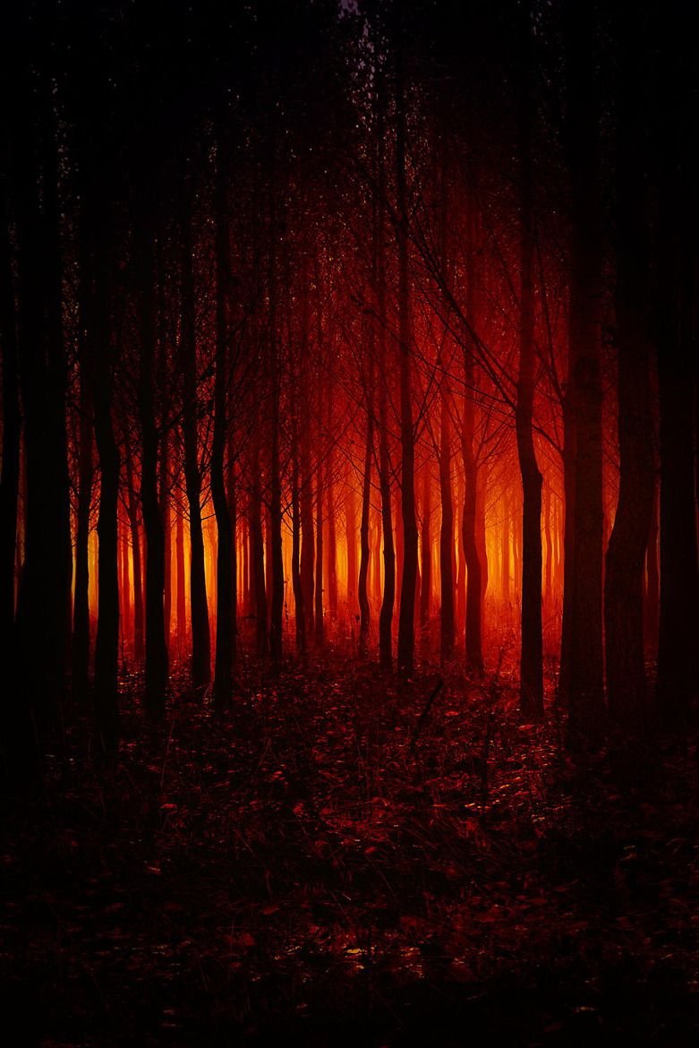 Темно кровавый цвет. Темный лес. Мрачный лес. Кровавый лес. Темный красный лес.