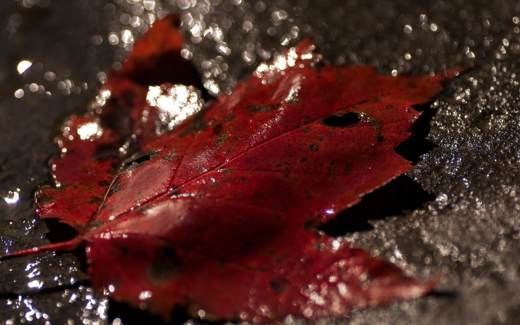 Красный лист. Красные листья на воде. Кровавая осень. Листья в горячей воде