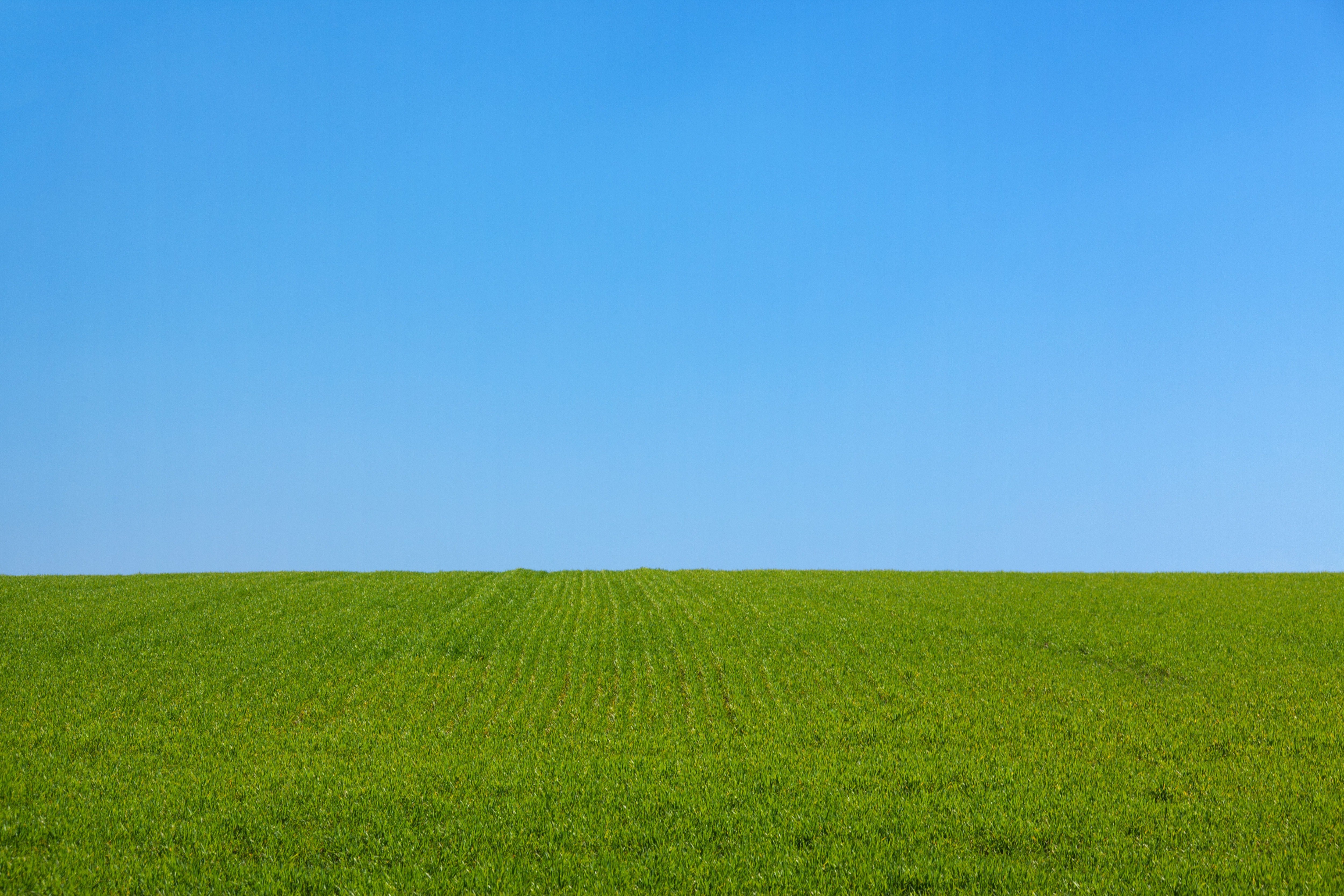 Идеально ровная поверхность. Зеленое поле. Трава поле. Трава и небо. В чистом поле....