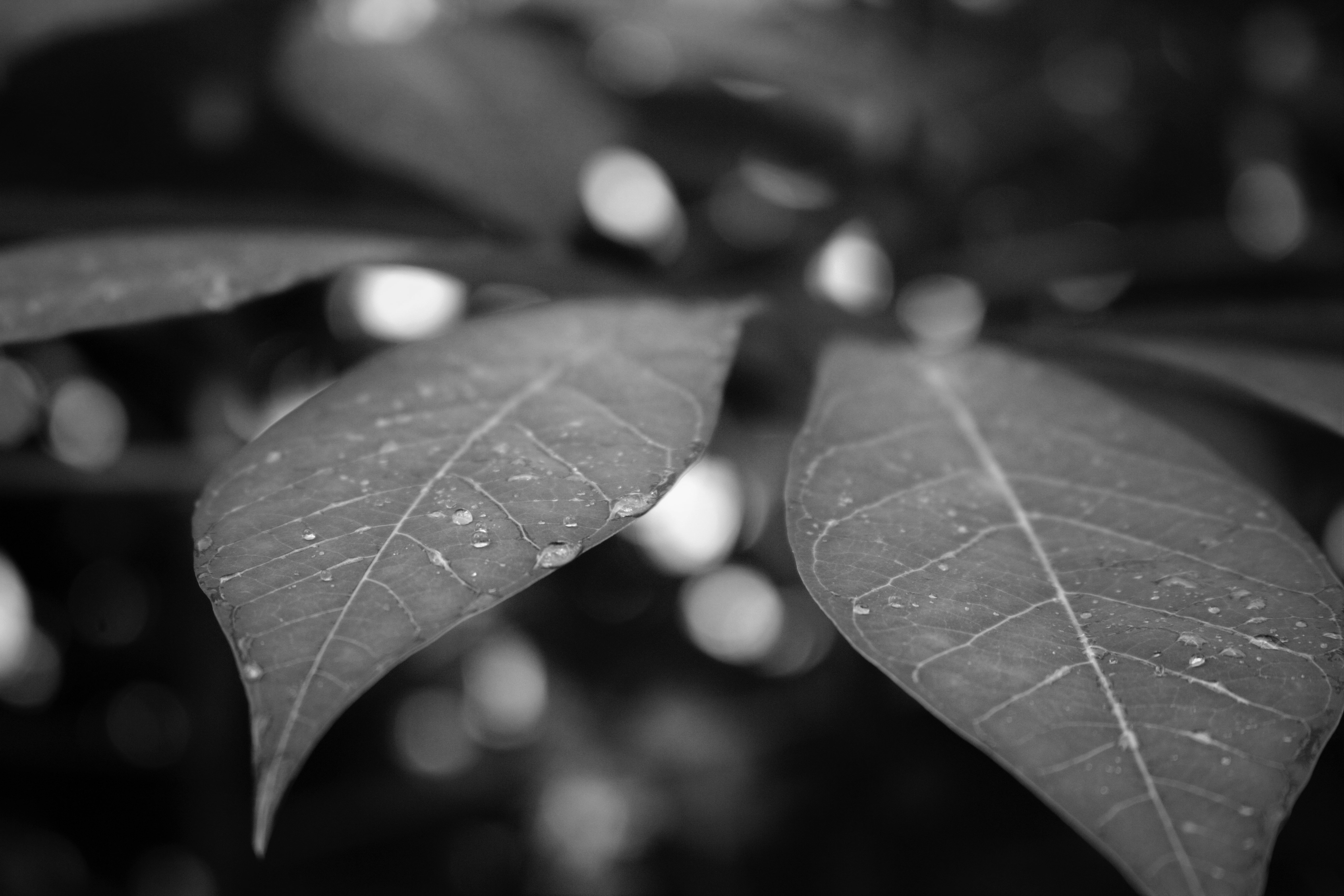 Black page. Листья. Листья черно белые. Черный лист. Дерево с черными листьями.