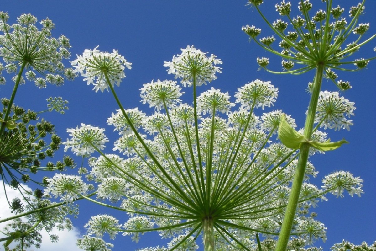 Кис растения. Сельдерейные зонтичные. Зонтичные (Umbelliferae(Apiaceae)). Борщевик соцветие. Борщевик обыкновенный зонтичные.