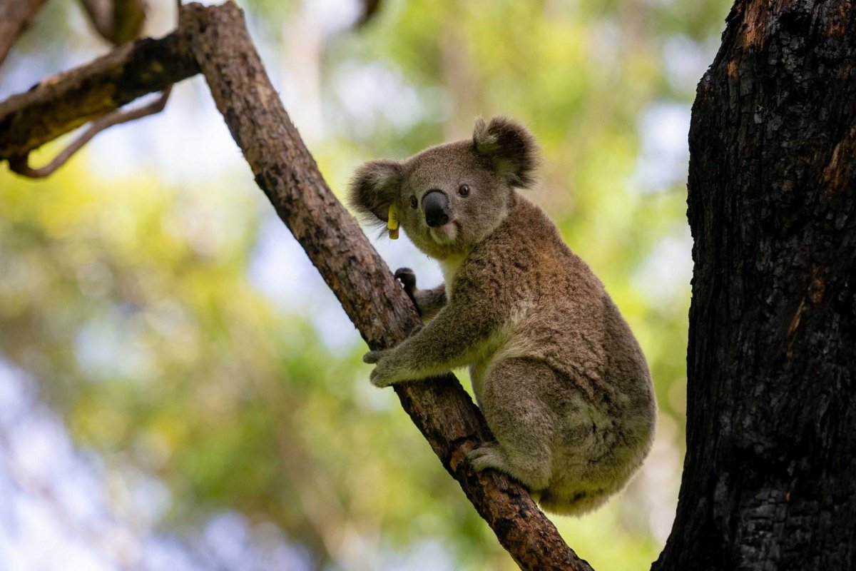 Зверек живущий на деревьях. Коала в Австралии. Коала на дереве. Дикая природа Австралии. Коала бежит.