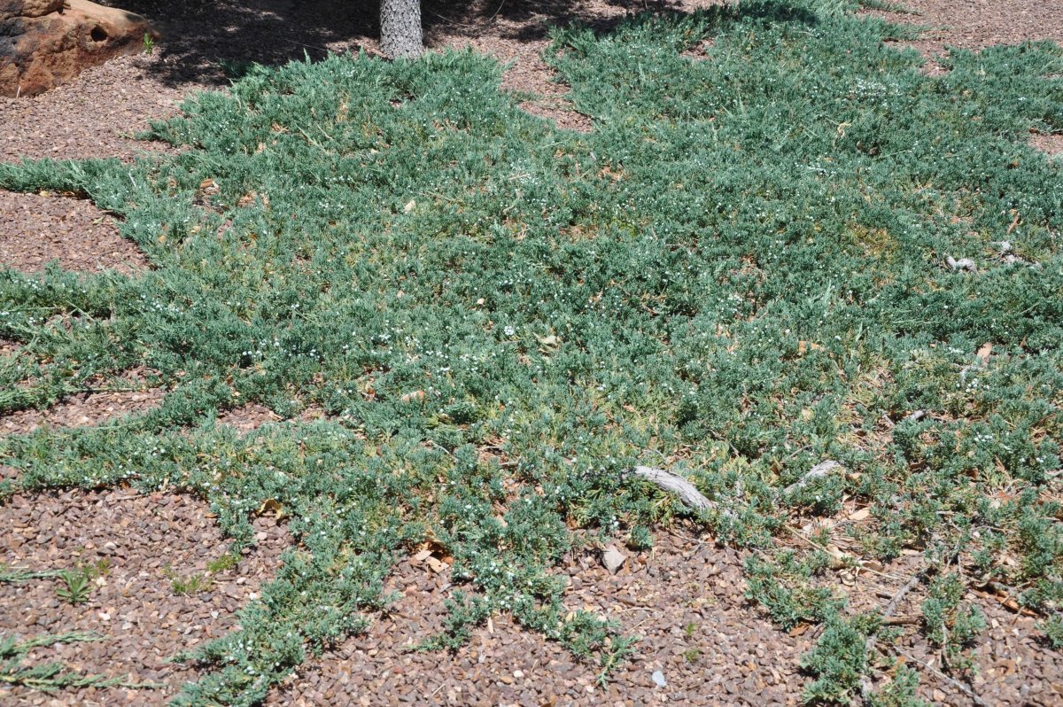 Стелющаяся пелена. Можжевельник Вилтони. Juniperus horizontalis Wiltonii. Можжевельник горизонтальный Вилтони. Можжевельник горизонтальный "Wiltonii" (Juniperus horizontalis "Wiltonii").