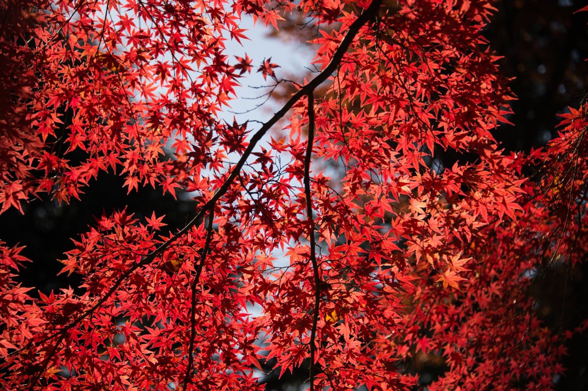 Красивое красное дерево. Японский остролистный клен. Клен остролистный с красными листьями. Клен канадский красный. Клен остролистный с красной листвой.