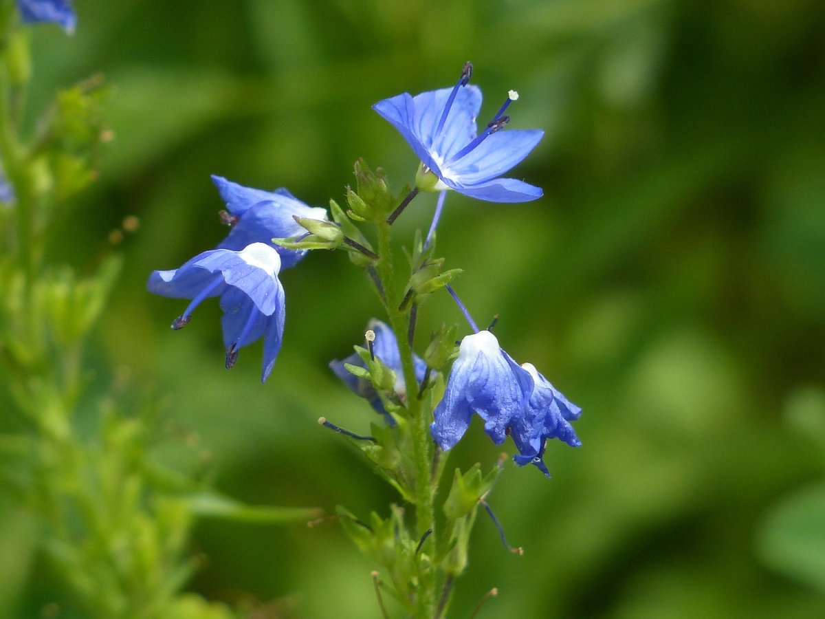 Трава с голубыми цветами 6. Veronica Teucrium. Синие колосовидные полевые цветы.