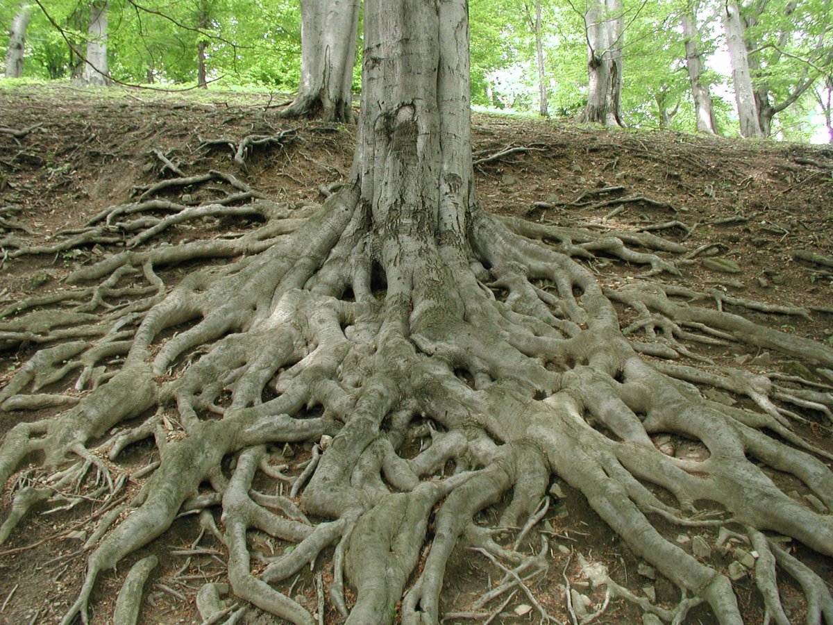 Дерево с корнями в почве. Вяз корни подпорки. Карагач дерево корни. Корневая система платана. Контрфорсы корни.