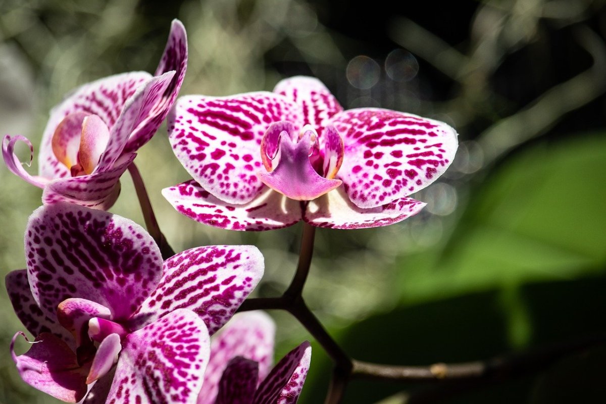 Орхидея Tropic Ocelot. Фаленопсис Тропик Оцелот. Фаленопсис Tropic Ocelot. Фаленопсис Tropical Flora.