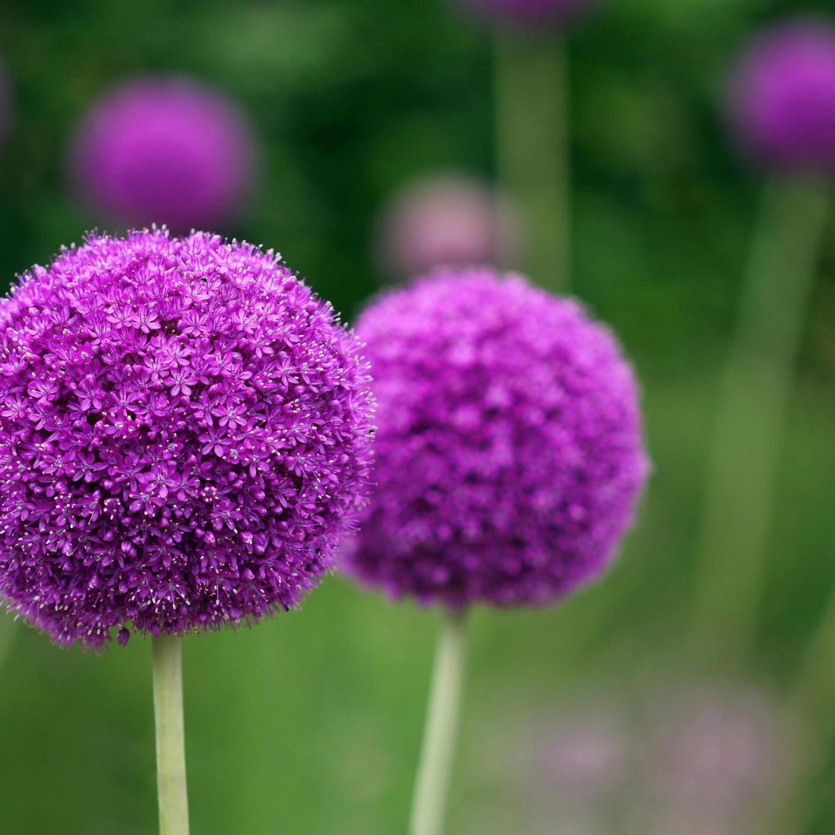 Фиолетовые цветы шарами. Аллиум айвори Квин. Аллиум сиреневый. Аллиум цветок фиолетовый. Аллиум Ping Pong.