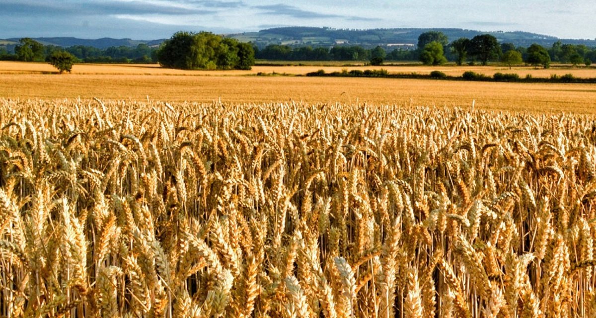 Пшеничные штаты. Хлебные поля Краснодарского края. Хлебные поля Удмуртии. Хлебные поля Алтая. Пшеничный штат Канзас уборка пшеницы.