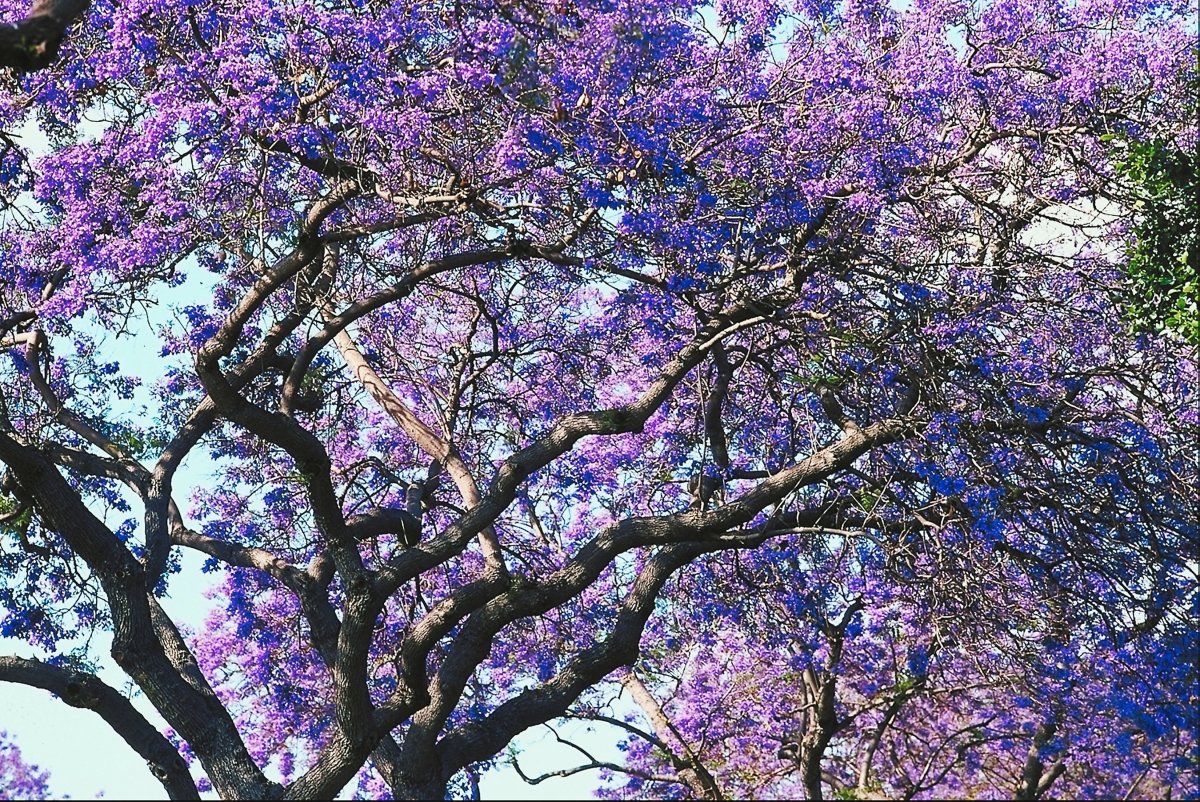Фиолетовое дерево название