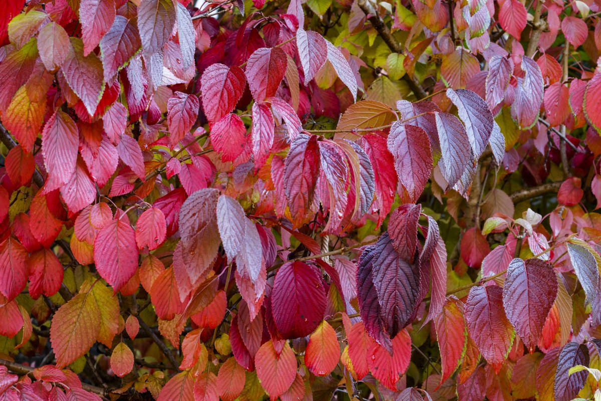 Листья кустов фото с названиями. Дерен кустарник с красными листьями. Дерен красный с листьями куст. Дерен (кизил). Дёрен красный Винтер Бьюти.